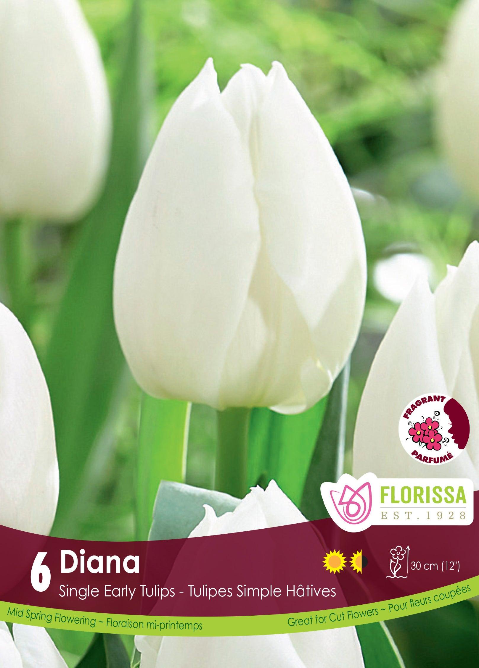 Tulip-Diana