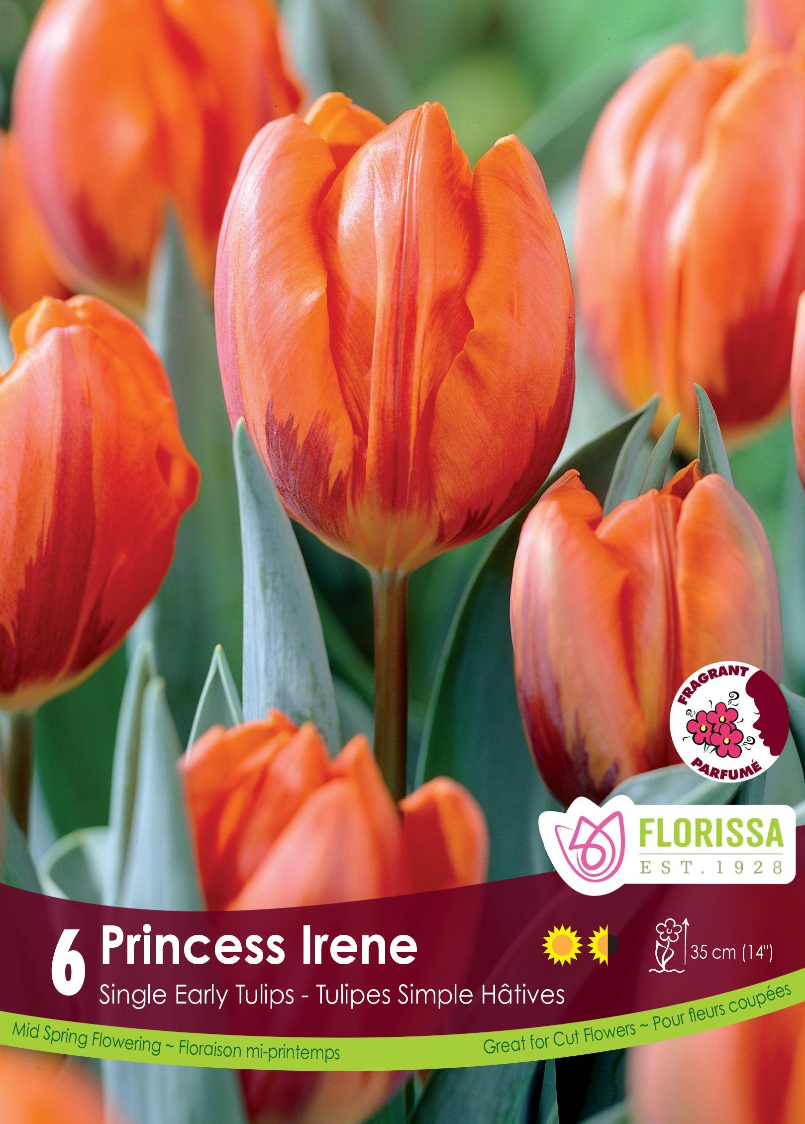 Tulip-Princess Ireene