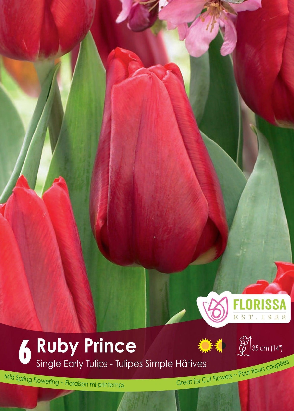 Tulip Ruby Prince 6/Pkg