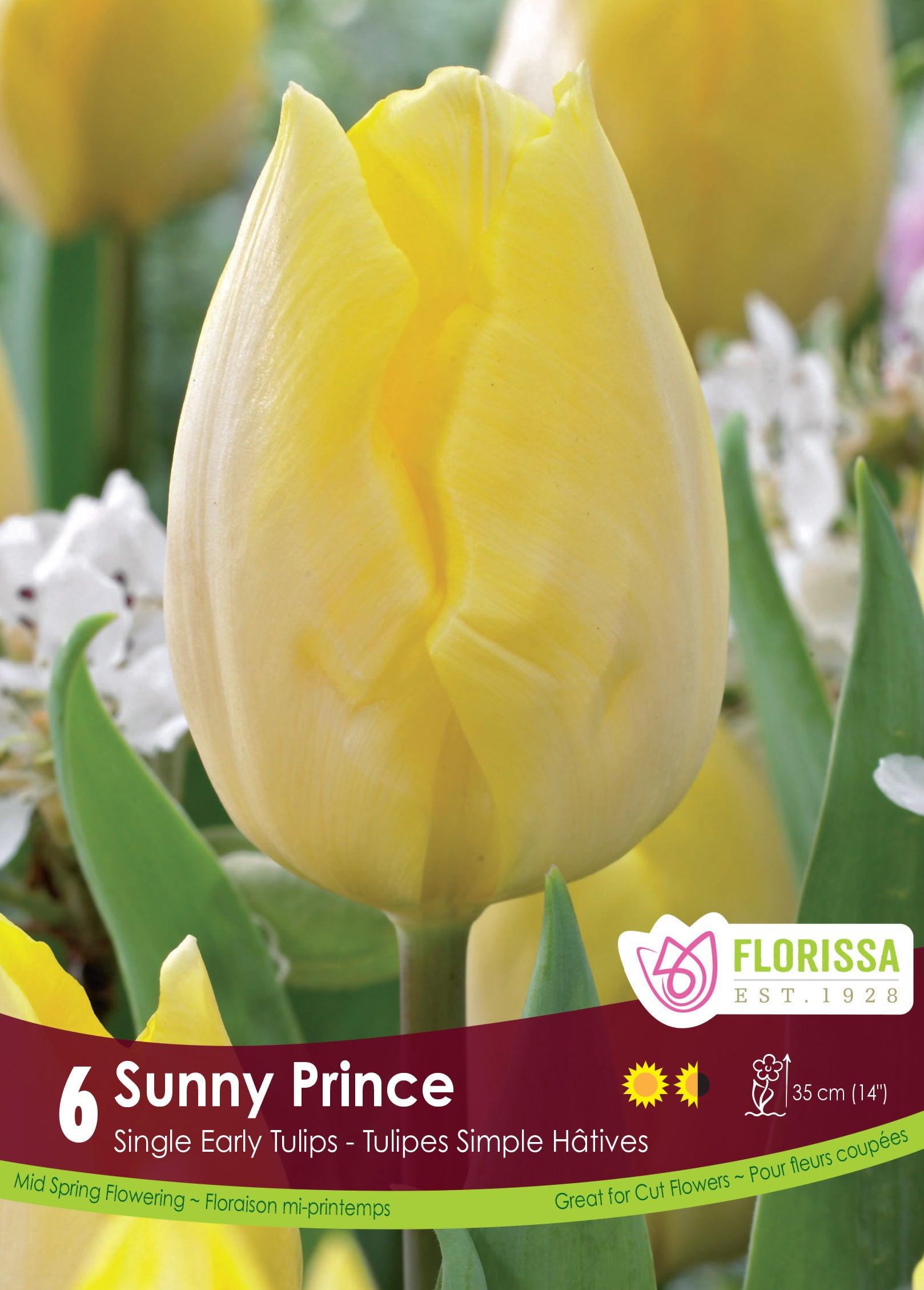 Tulip-Sunny Prince