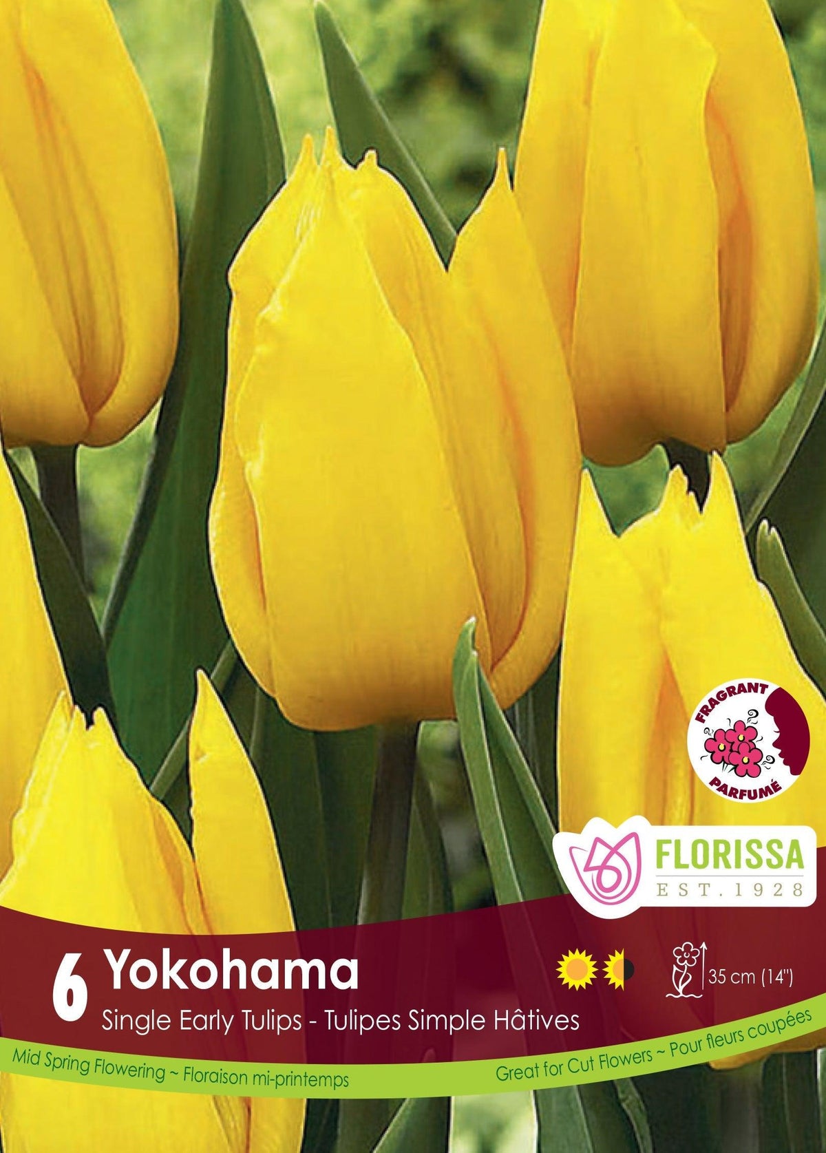 Tulip Yokohama 6/Pkg