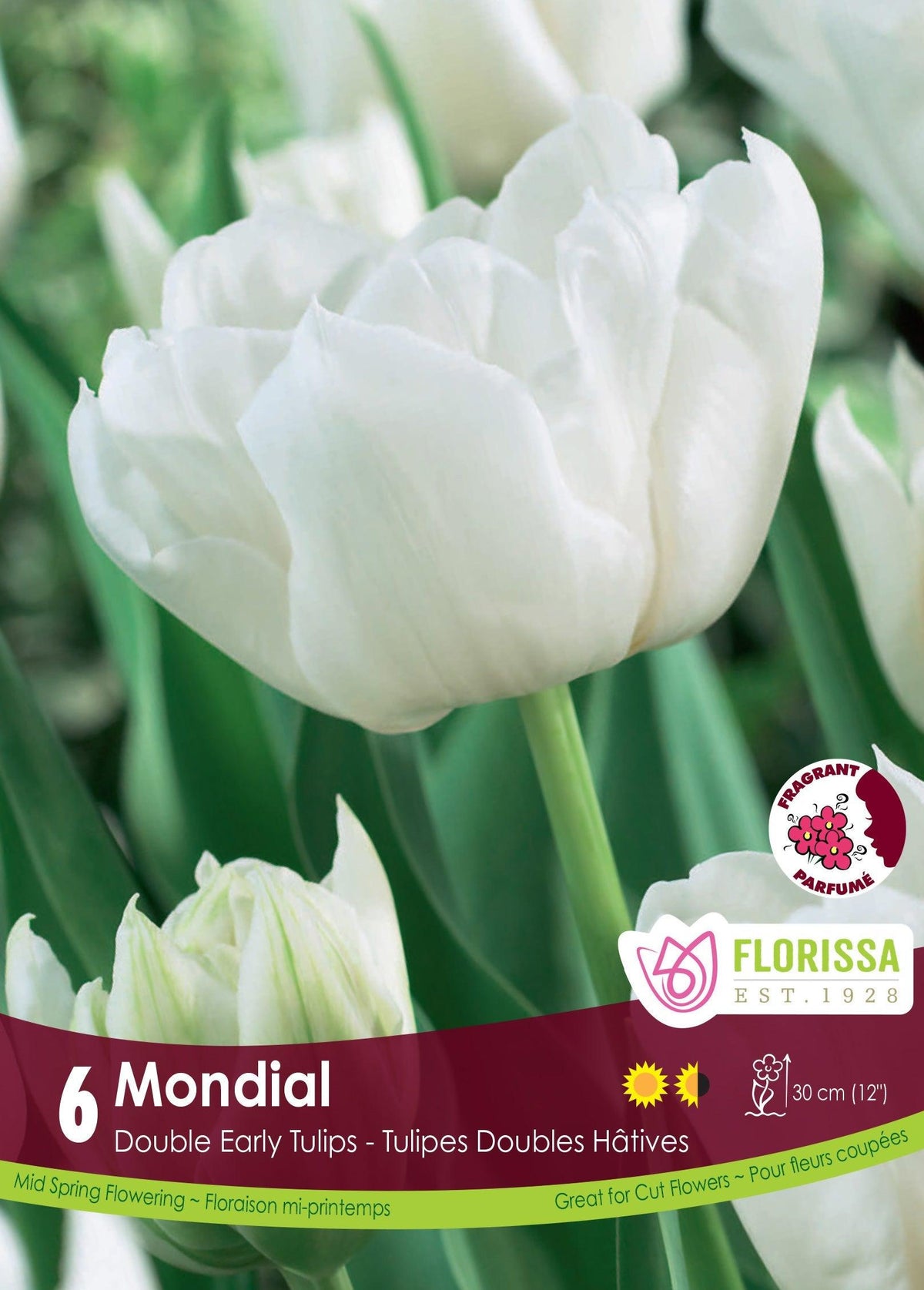 Tulip Mondial 6/Pkg