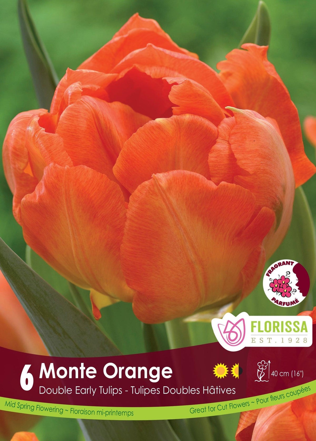 Tulip Monte Orange 6/Pkg