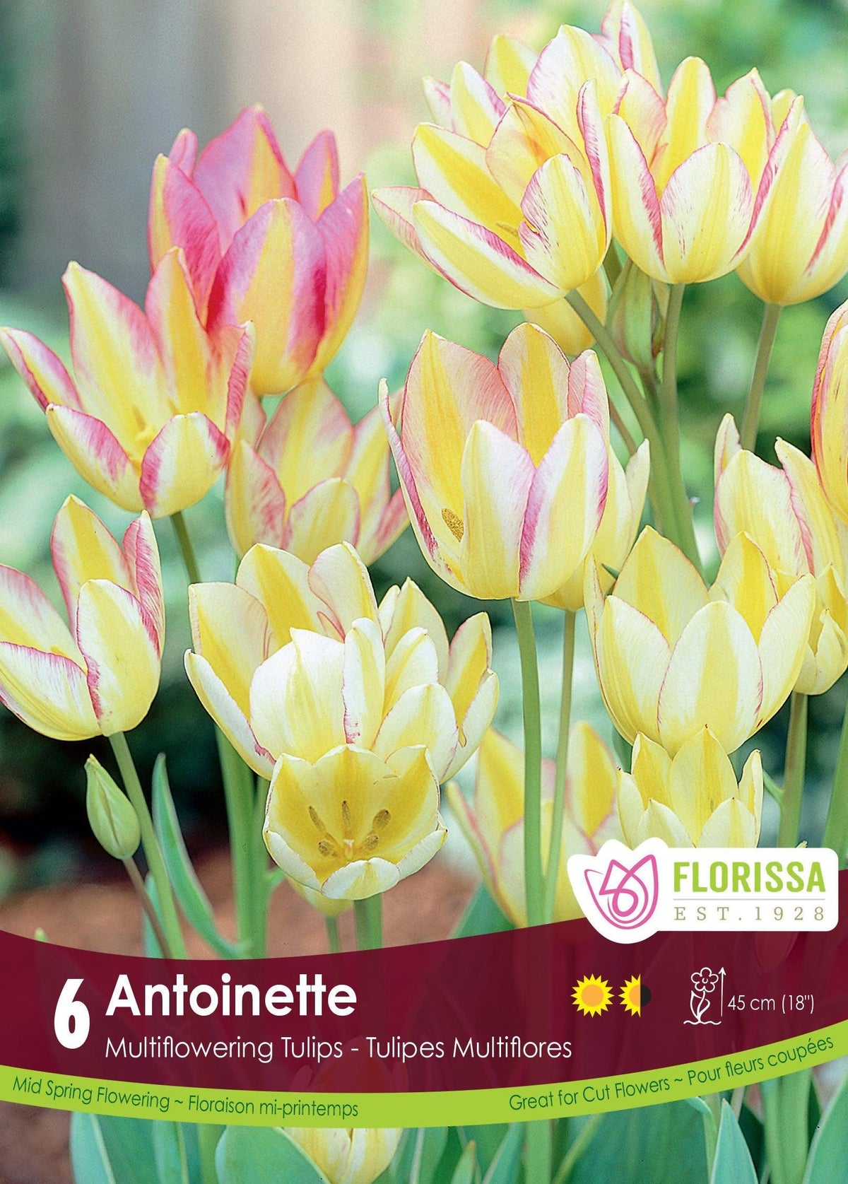 Tulip Antoinette 6/Pkg