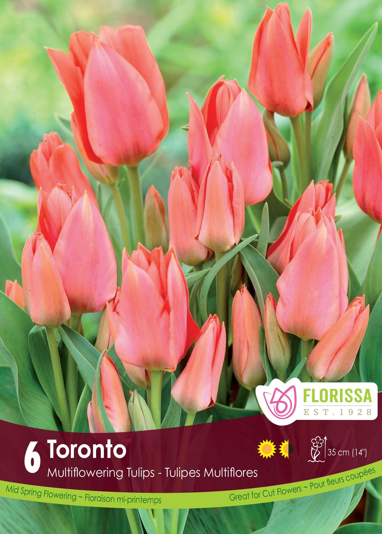 Tulip-Toronto