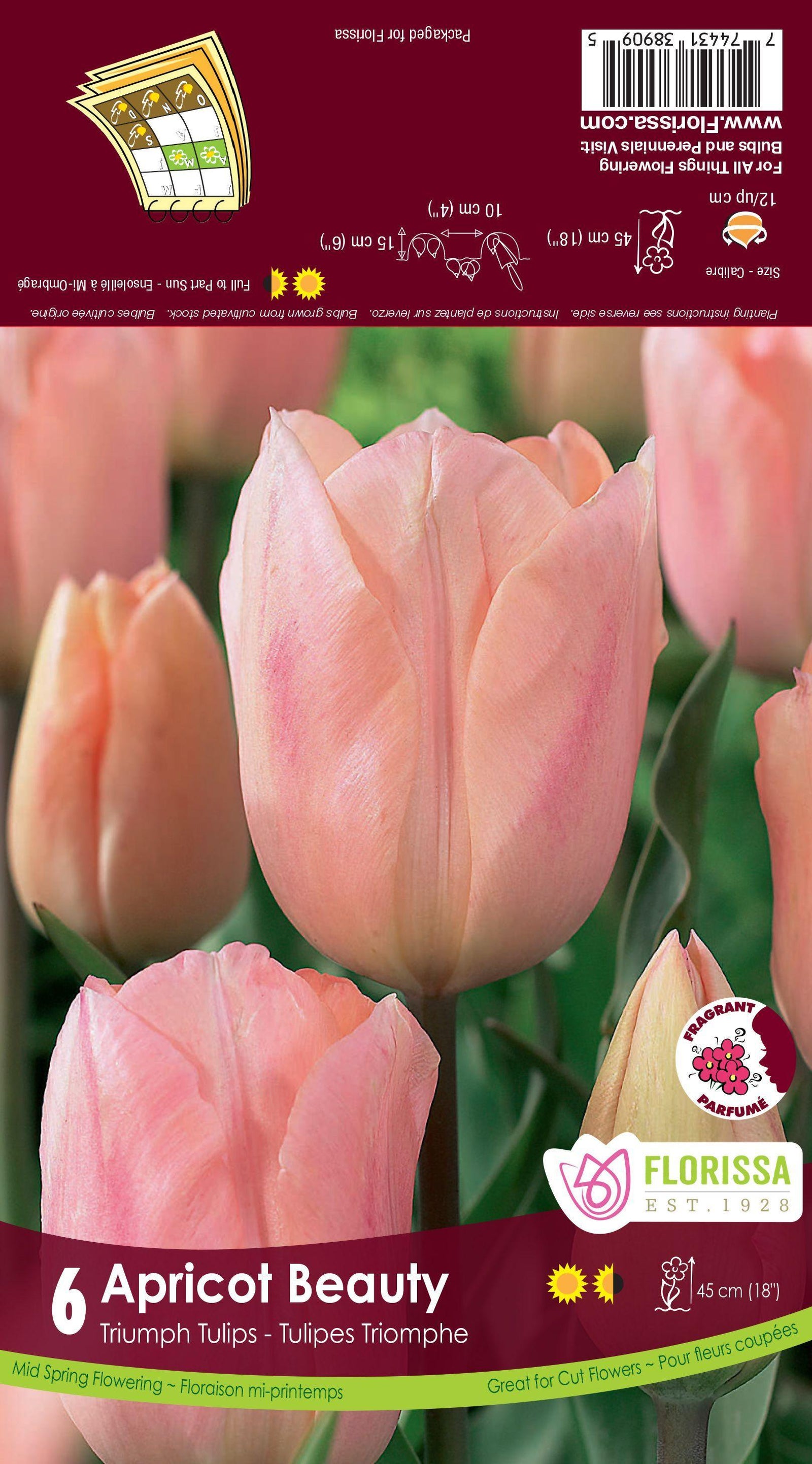 Tulip-Apricot Beauty