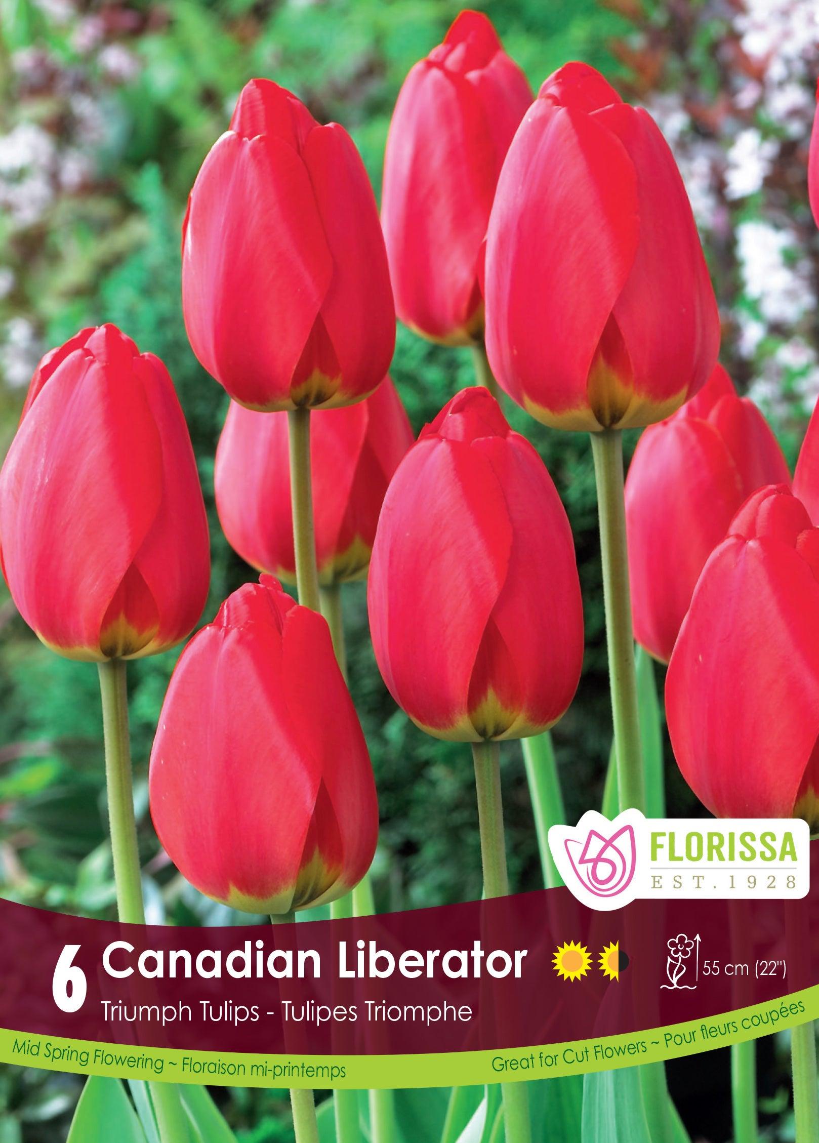 Tulip-Canadian Liberator