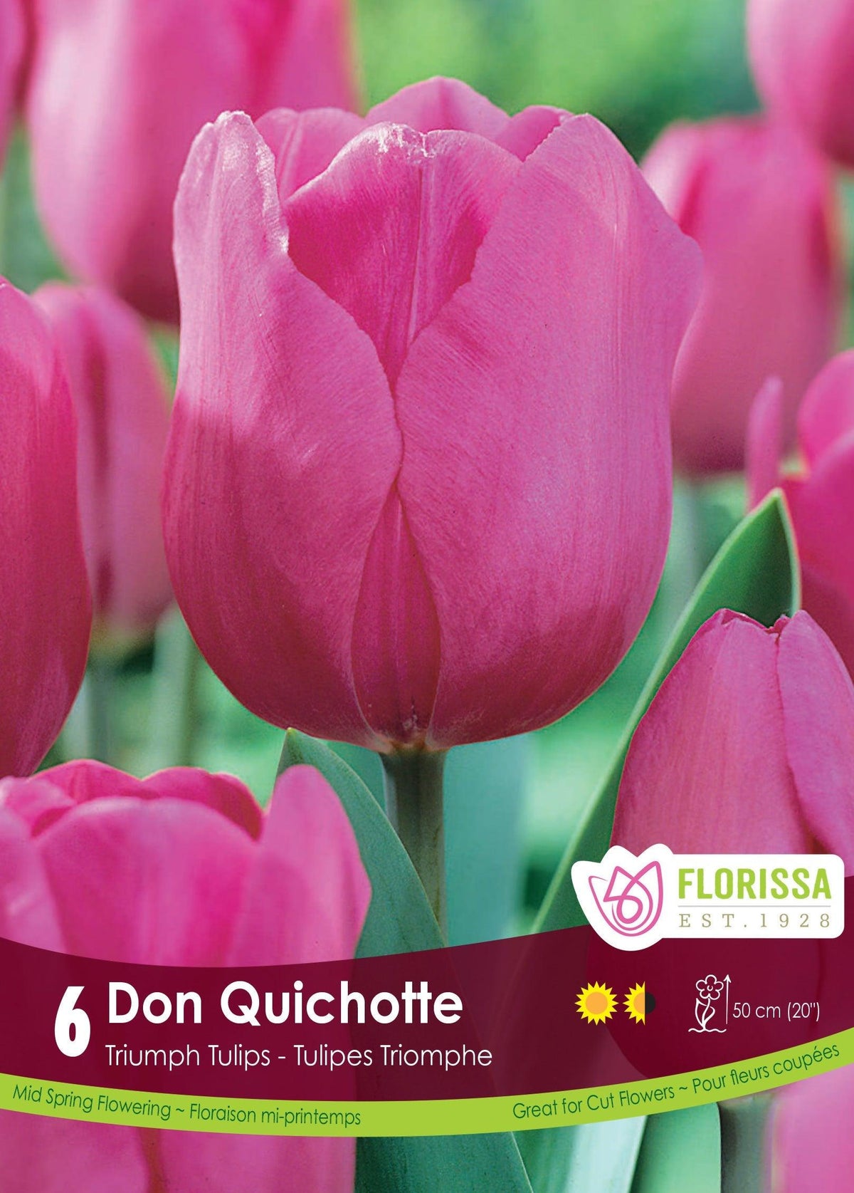 Tulip Don Quichotte 6/Pkg