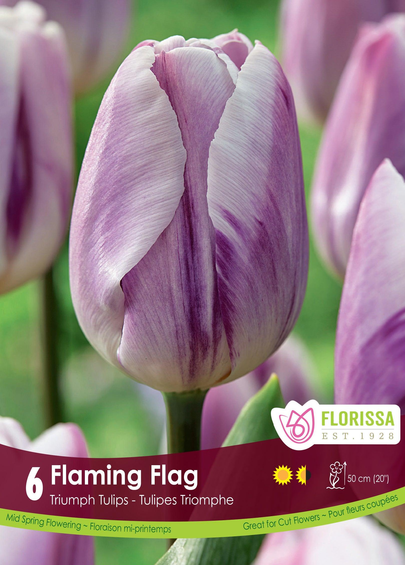 Tulip-Flaming Flag