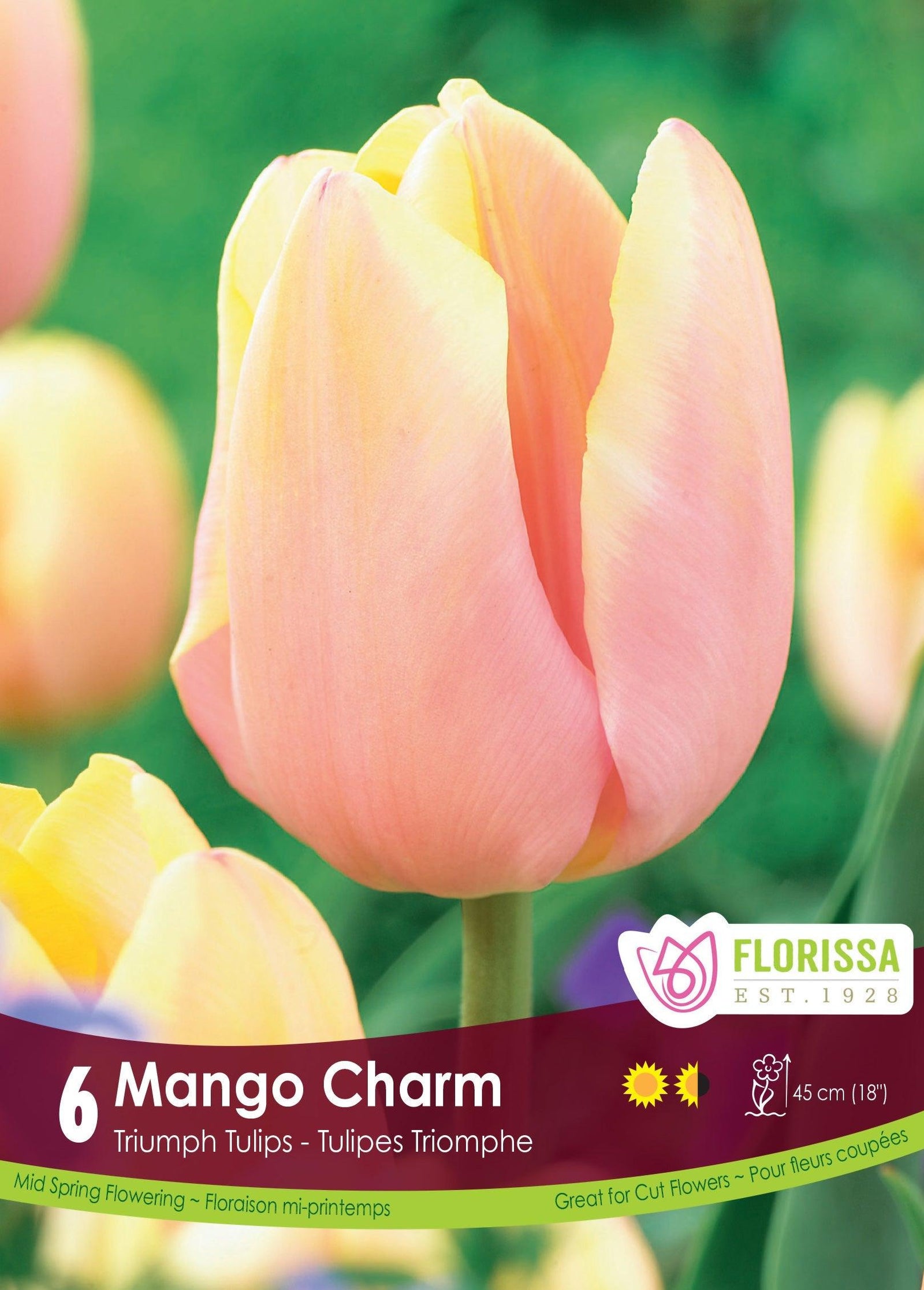 Tulip Mango Charm 6/Pkg