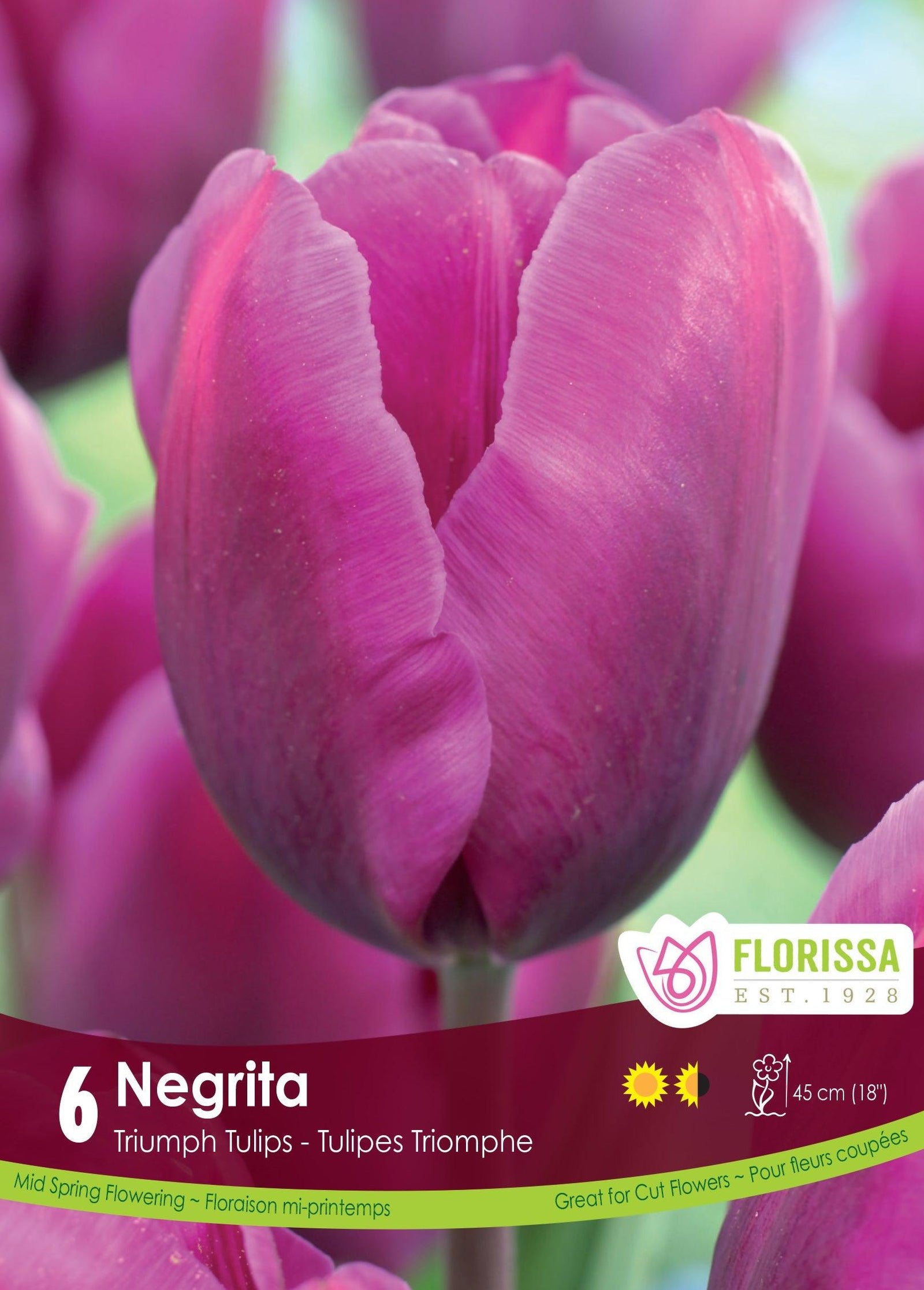 Tulip Negrita 6/Pkg