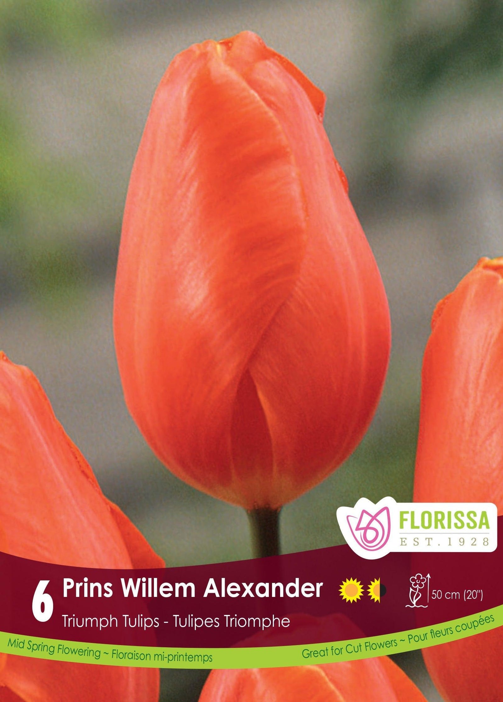 Tulip Prins Willem Alexander 6/Pkg