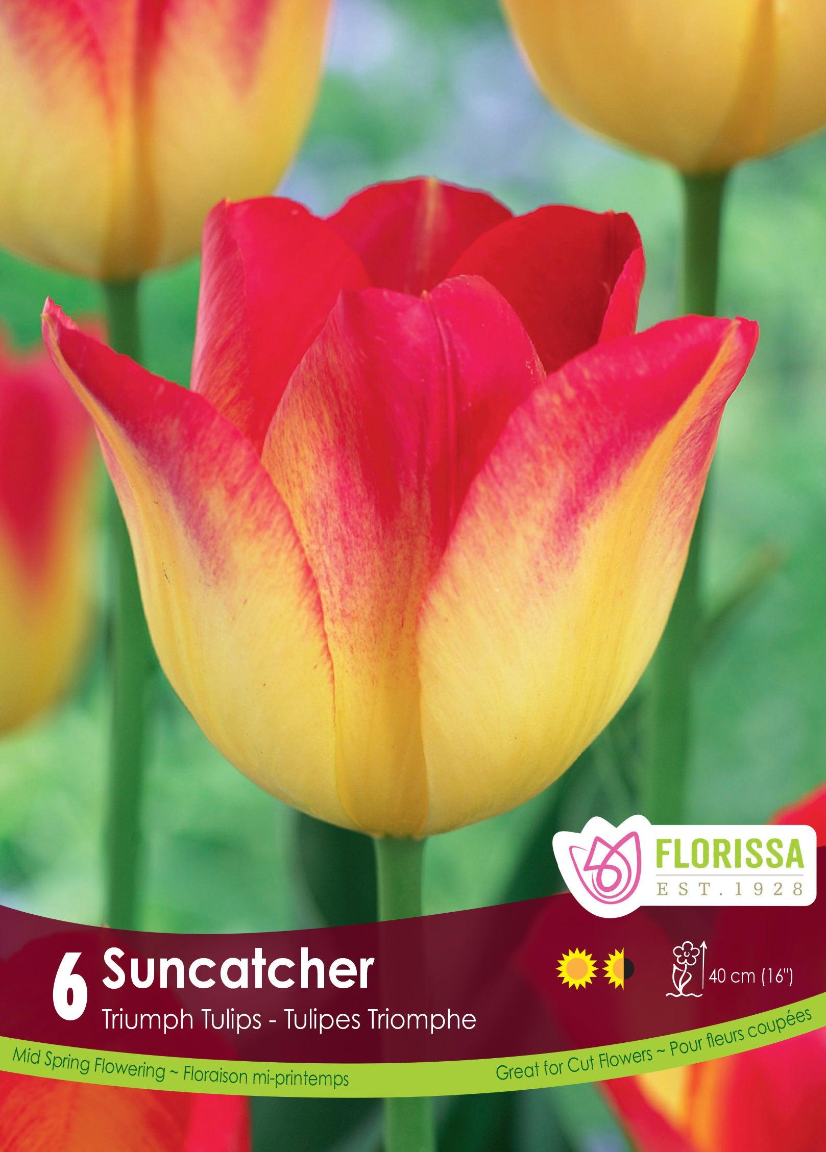Tulip-Suncatcher