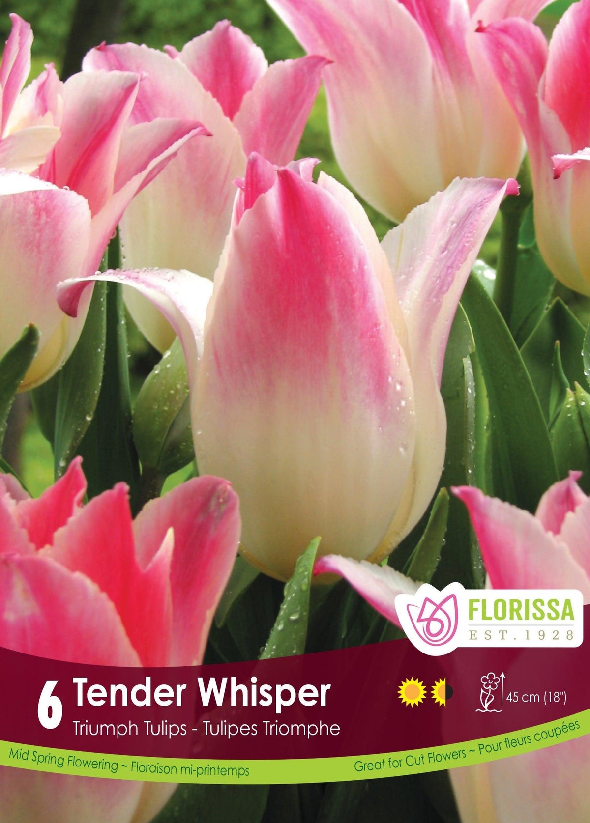 Tulip Tender Whisper 6/Pkg