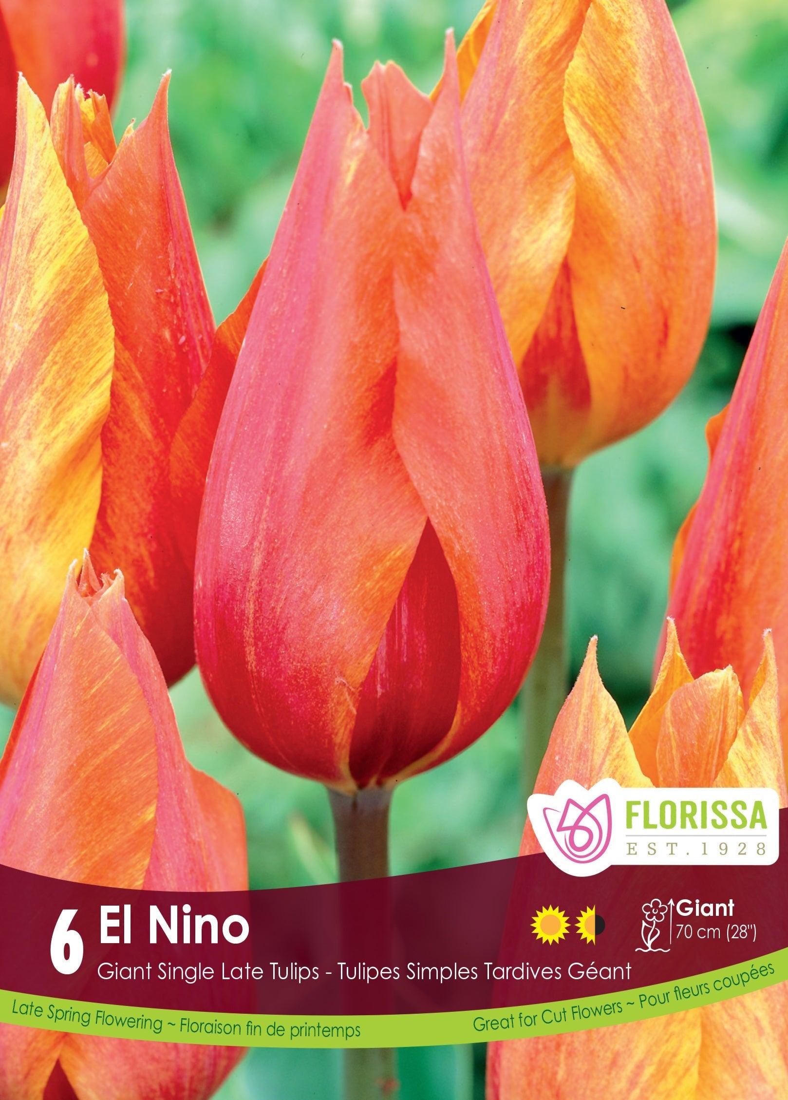 Tulip El Nino 6/Pkg