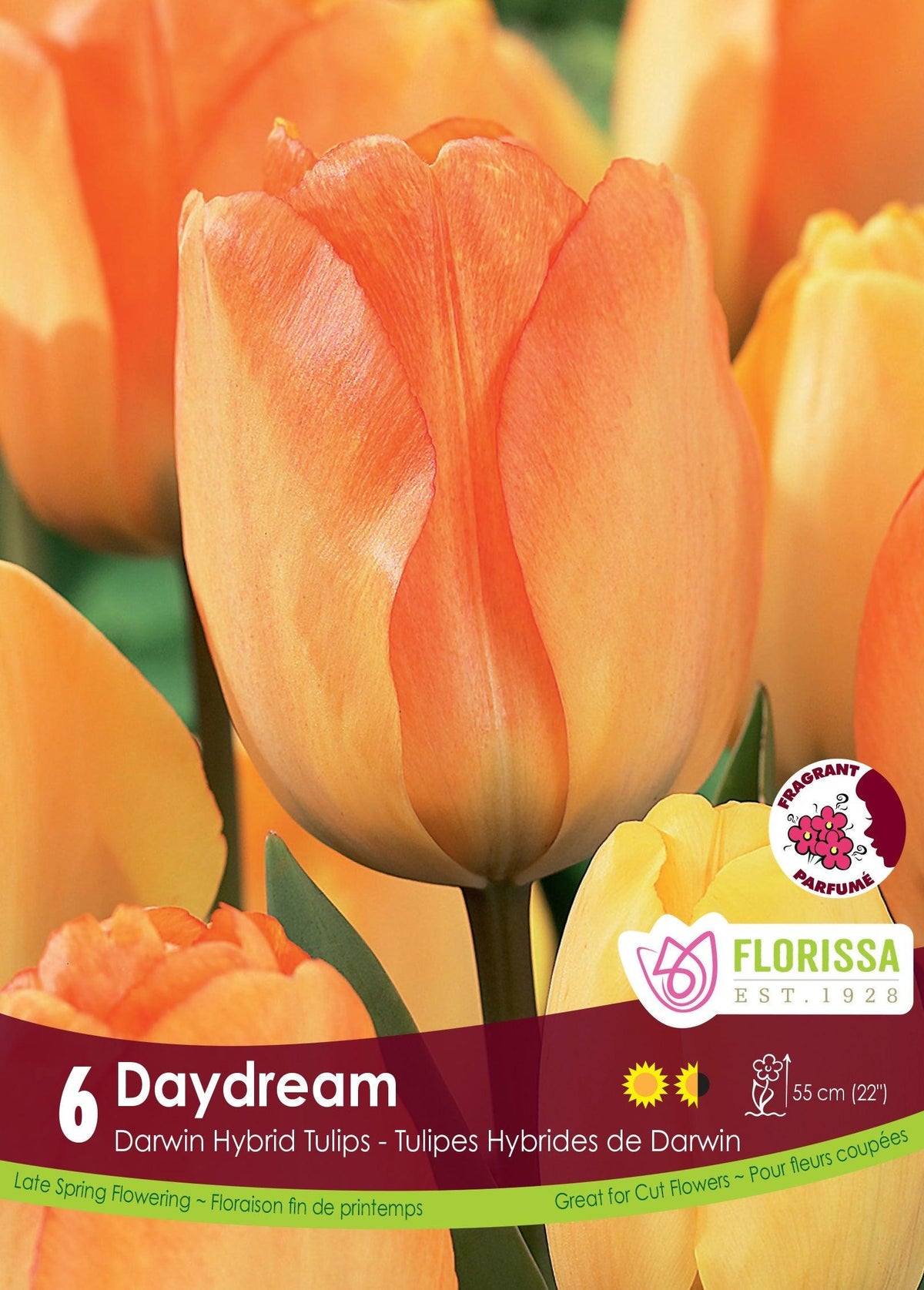 Tulip Daydream 6/Pkg