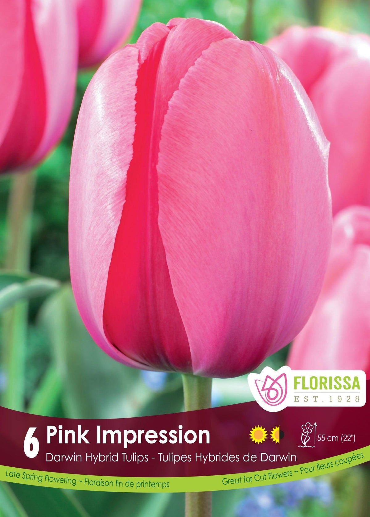 Tulip Pink Impression 6/Pkg