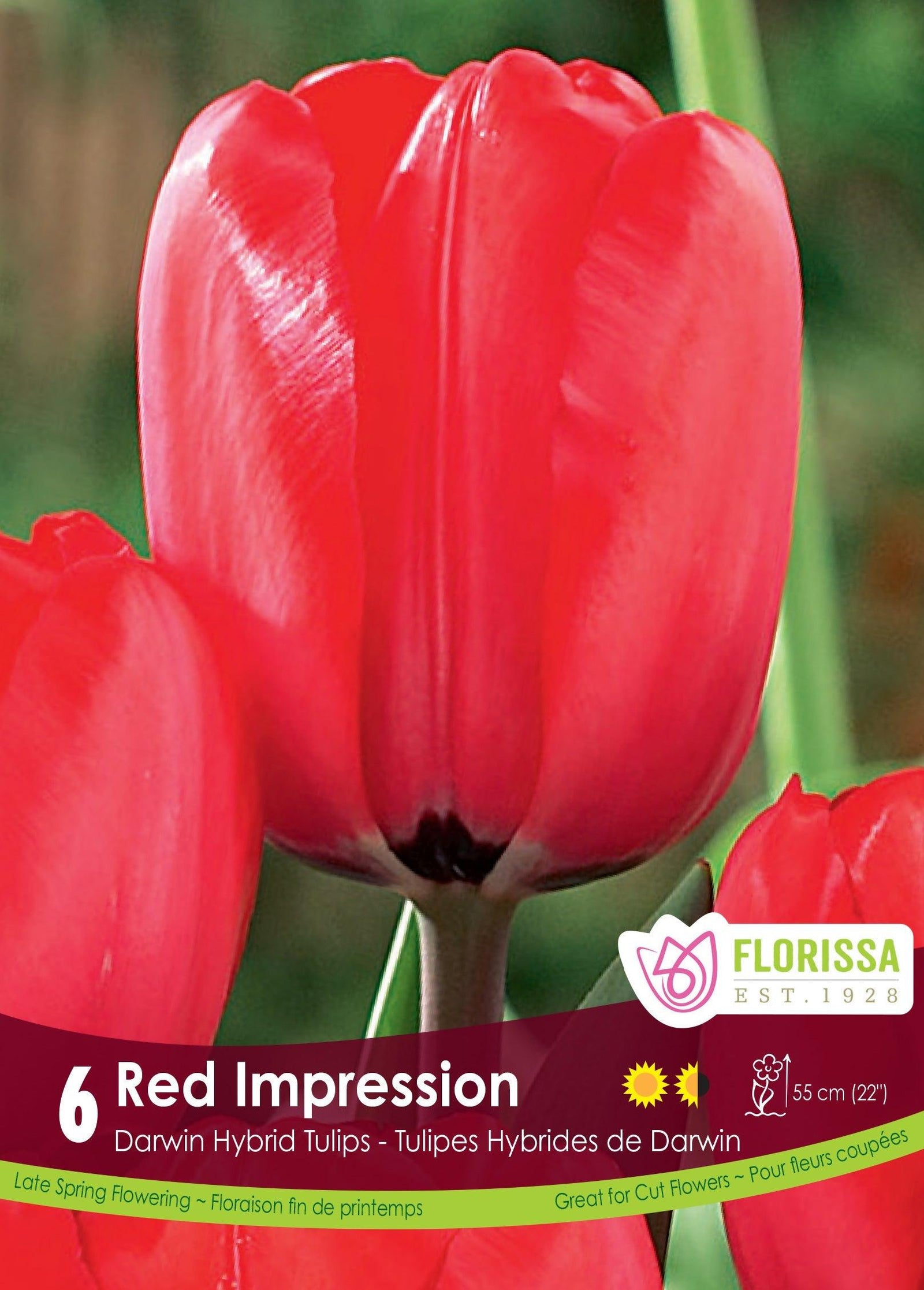 Tulip Red Impression 6/Pkg