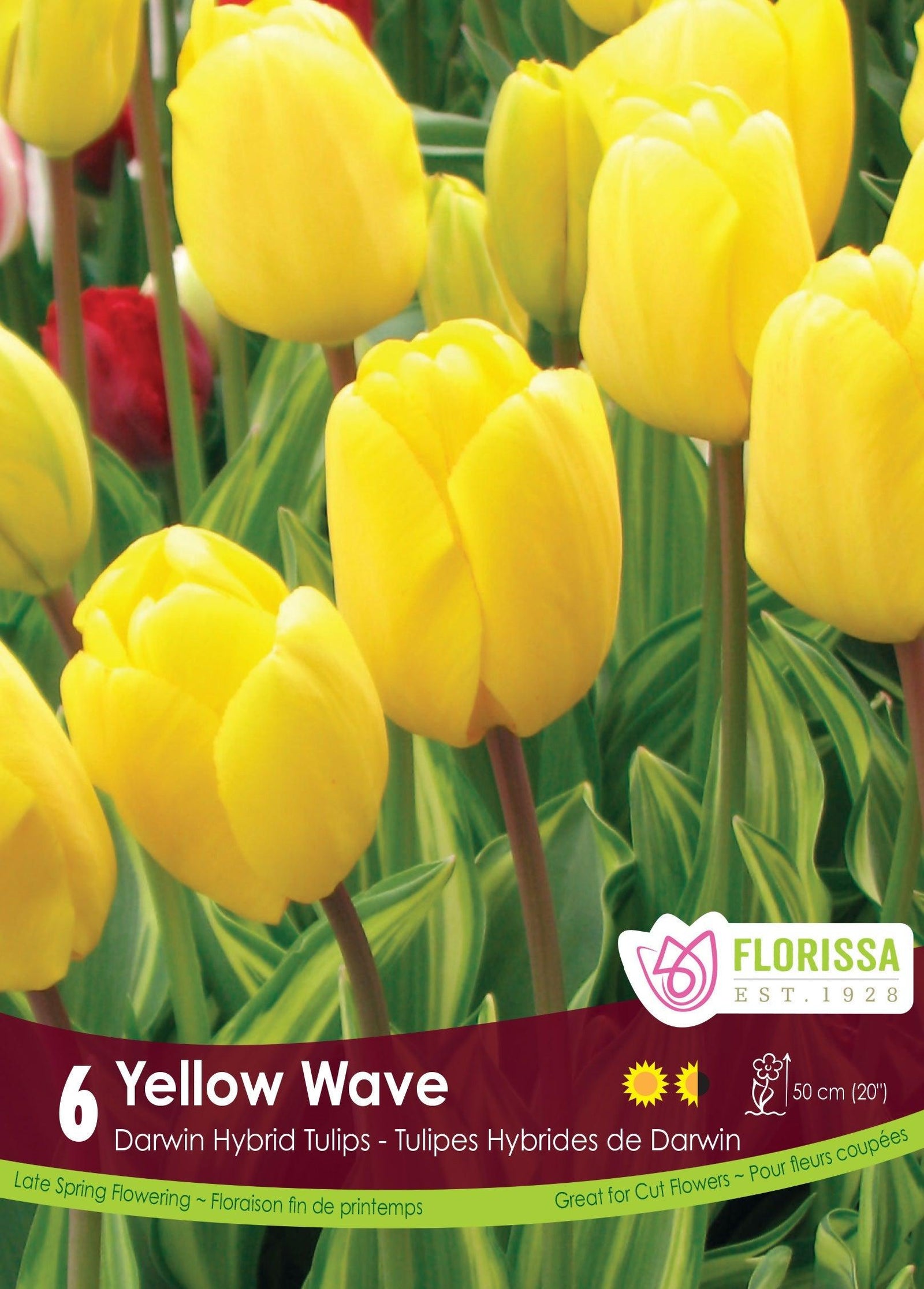 Tulip Yellow Wave 6/Pkg