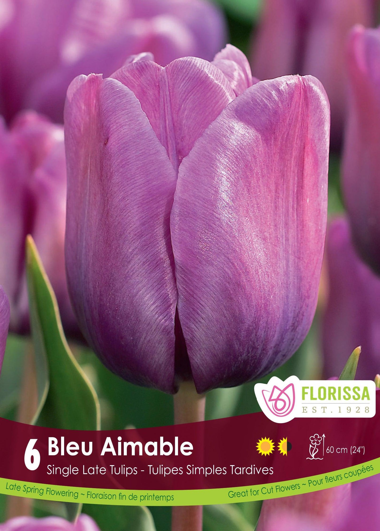 Tulip-Bleu Aimable