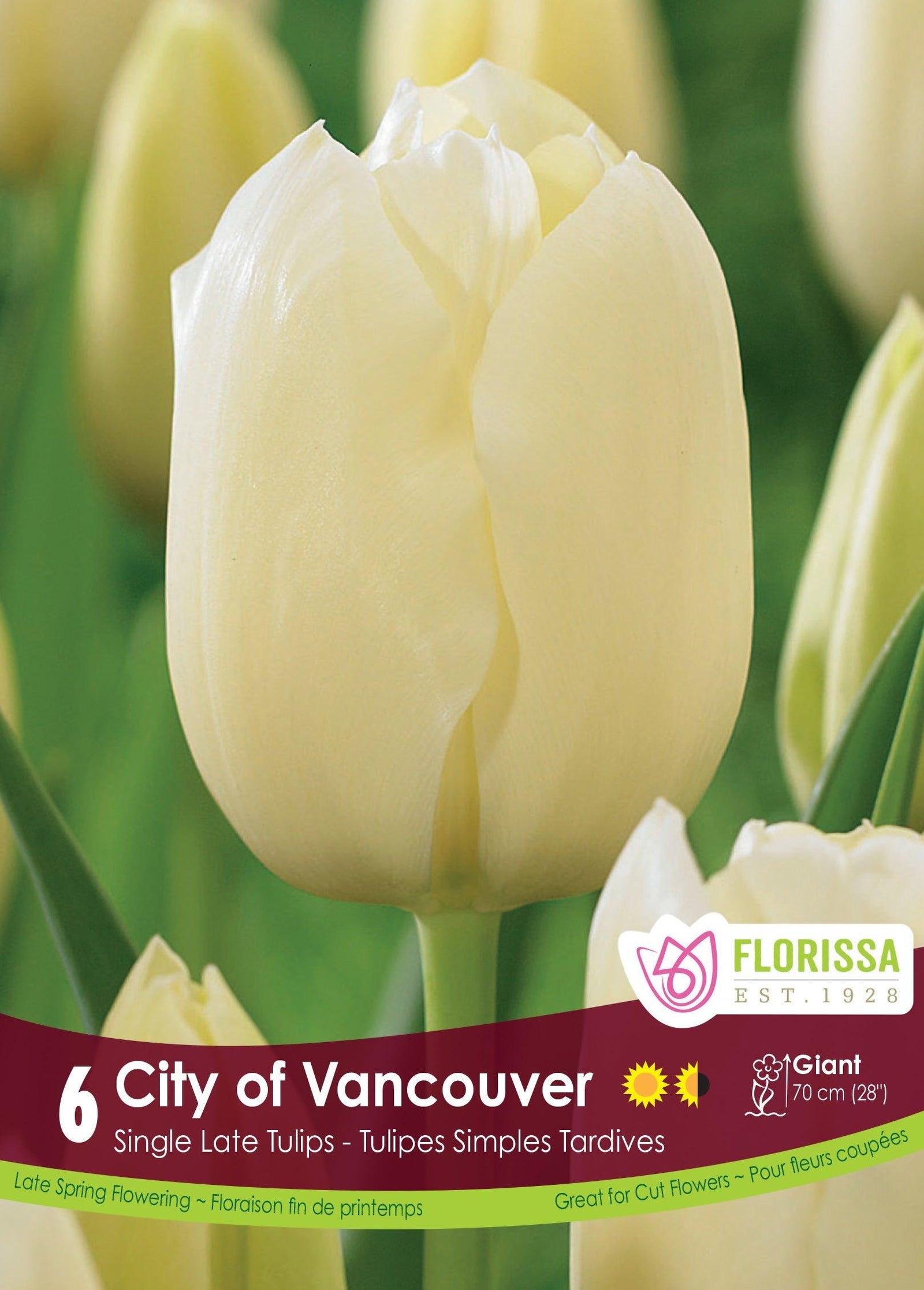 Tulip City Of Vancouver 6/Pkg