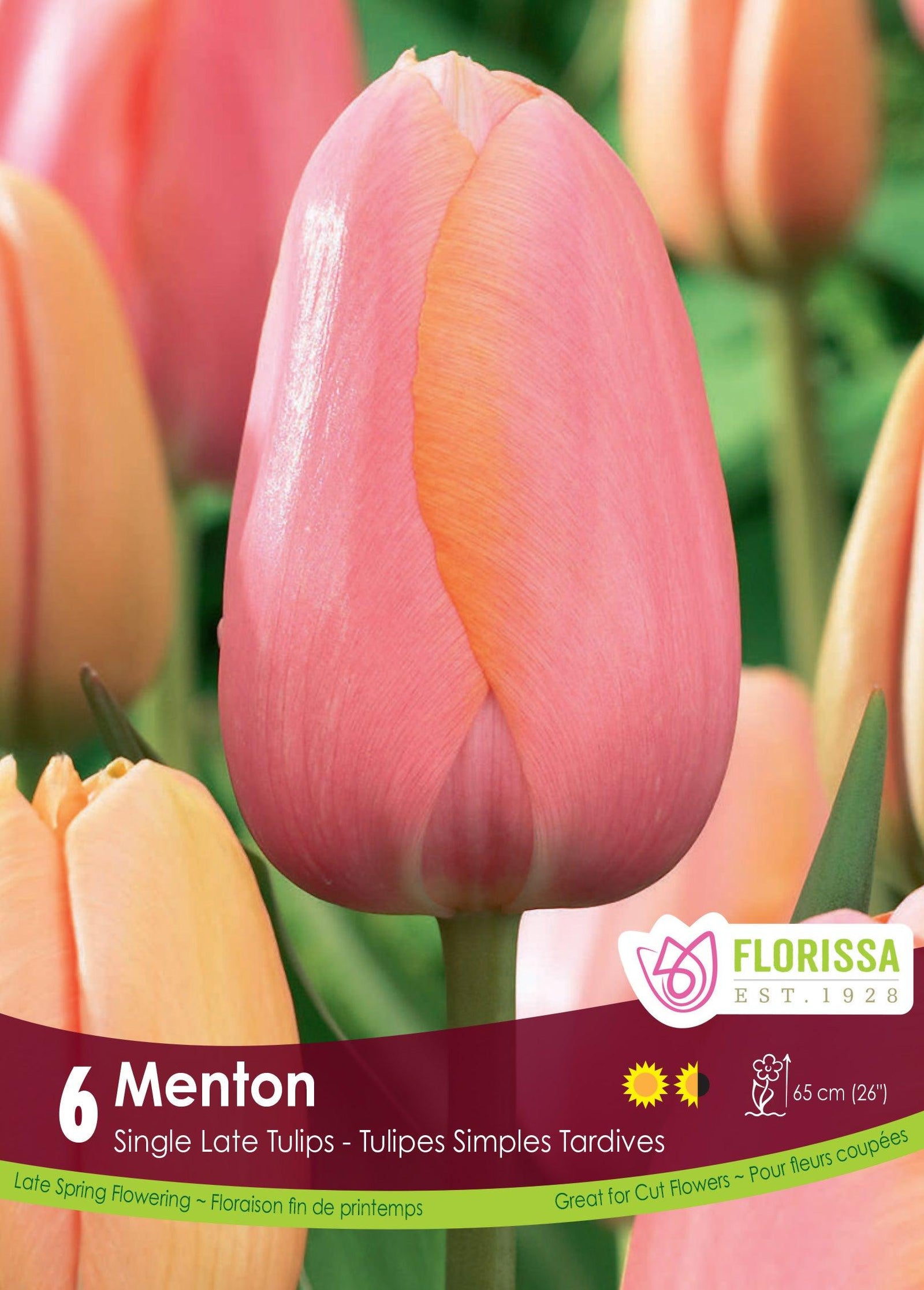 Tulip-Menton