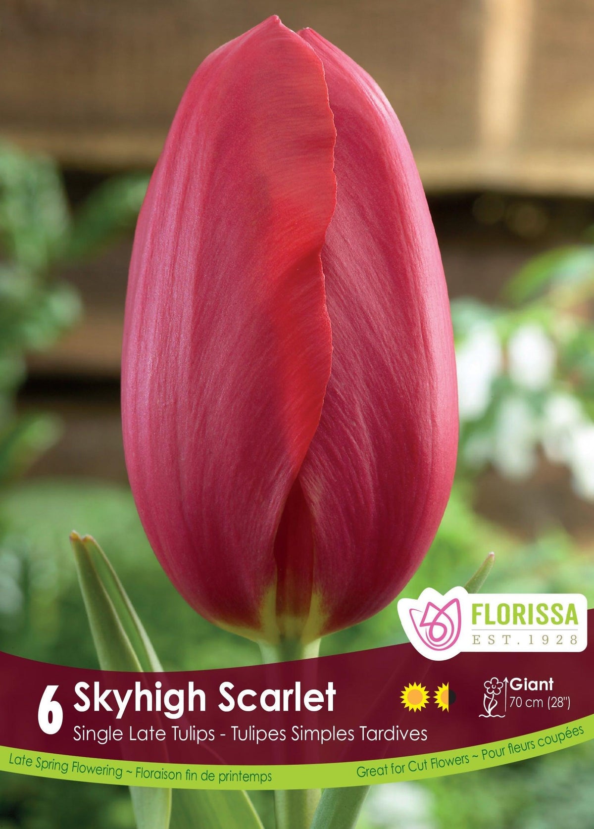 Tulip Skyhigh Scarlet 6/Pkg