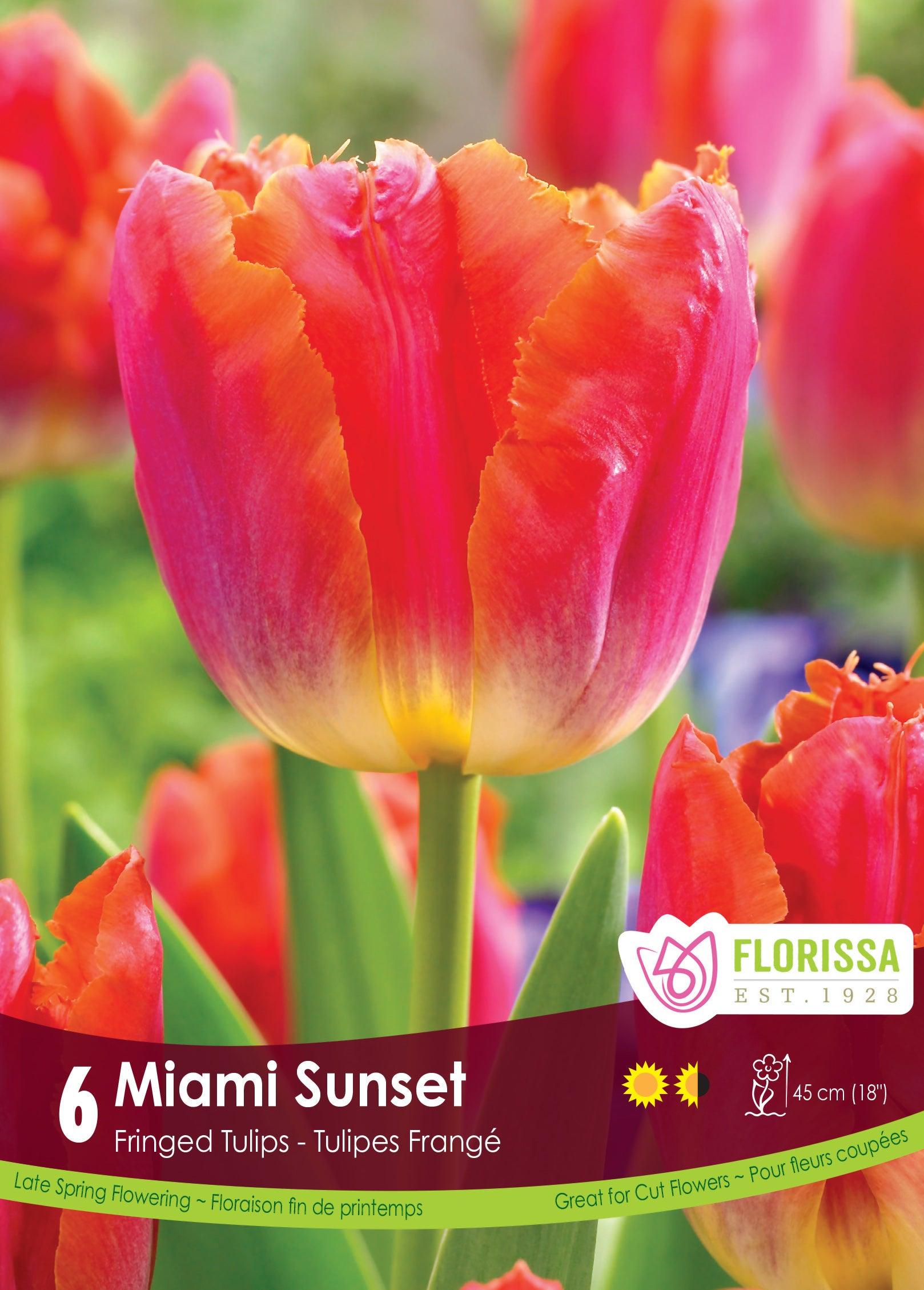 Tulip-Miami Sunset