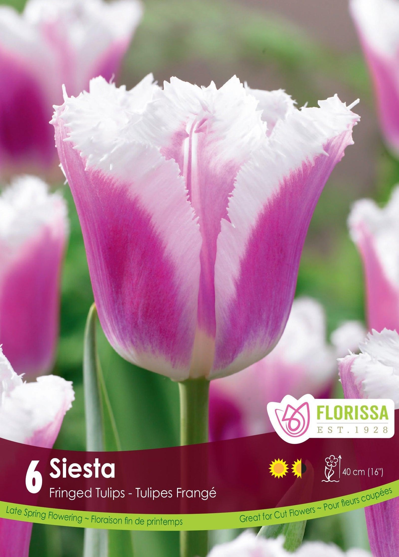 Tulip Siesta 6/Pkg