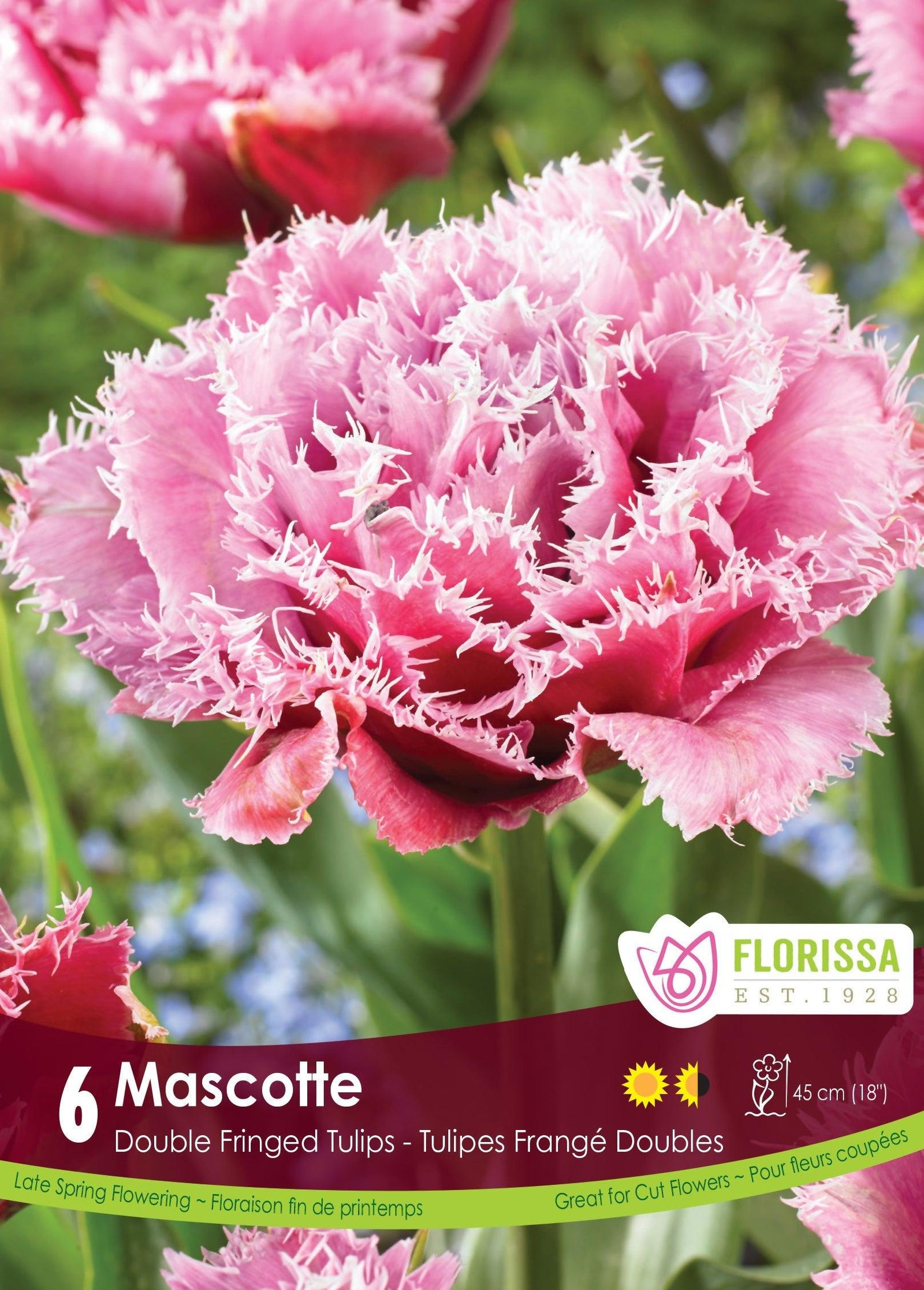 Tulip Double Fringed Mascotte 6/Pkg