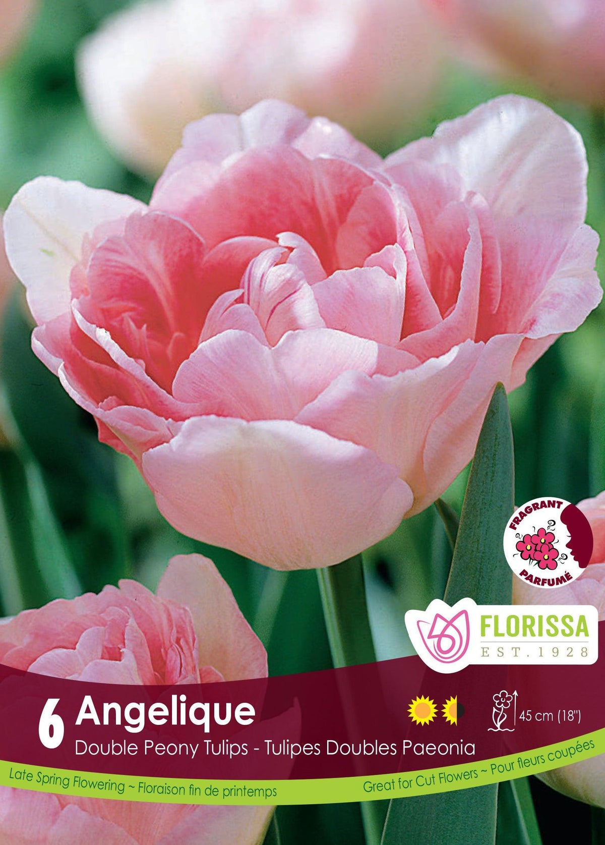 Tulip-Angelique