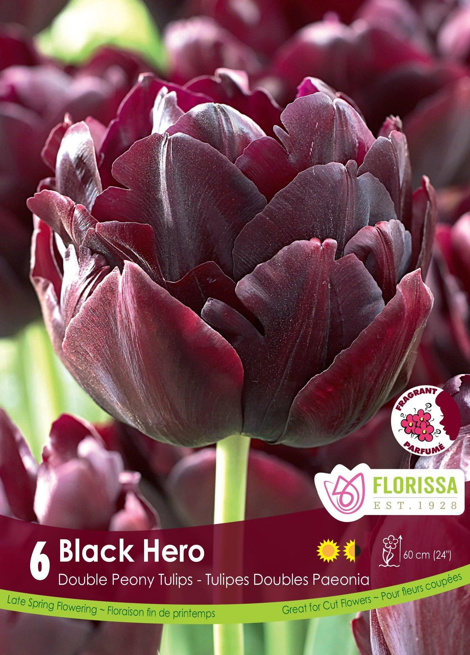 Tulip Black Hero 6/Pkg