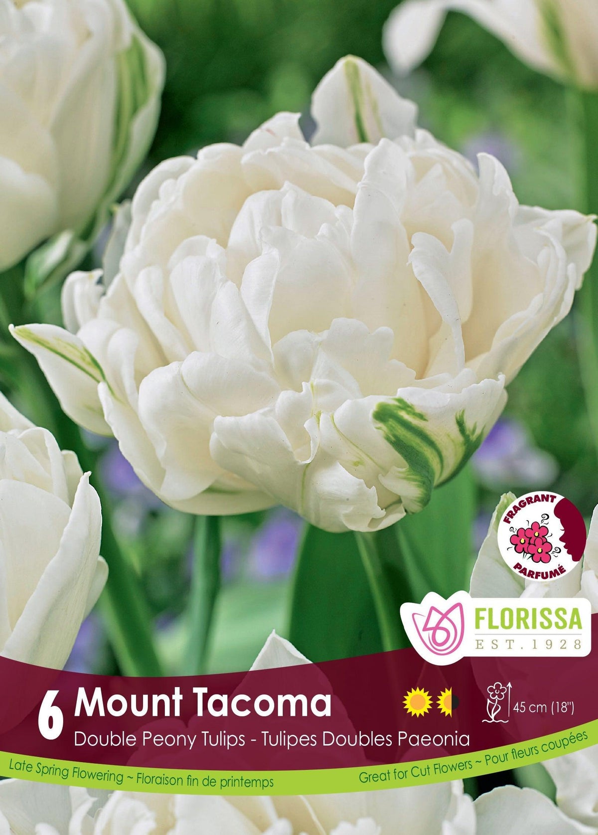 Tulip Mount Tacoma 6/Pkg
