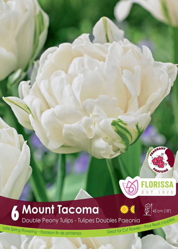 Tulip Mount 6/Pkg Sheridan Nurseries Online