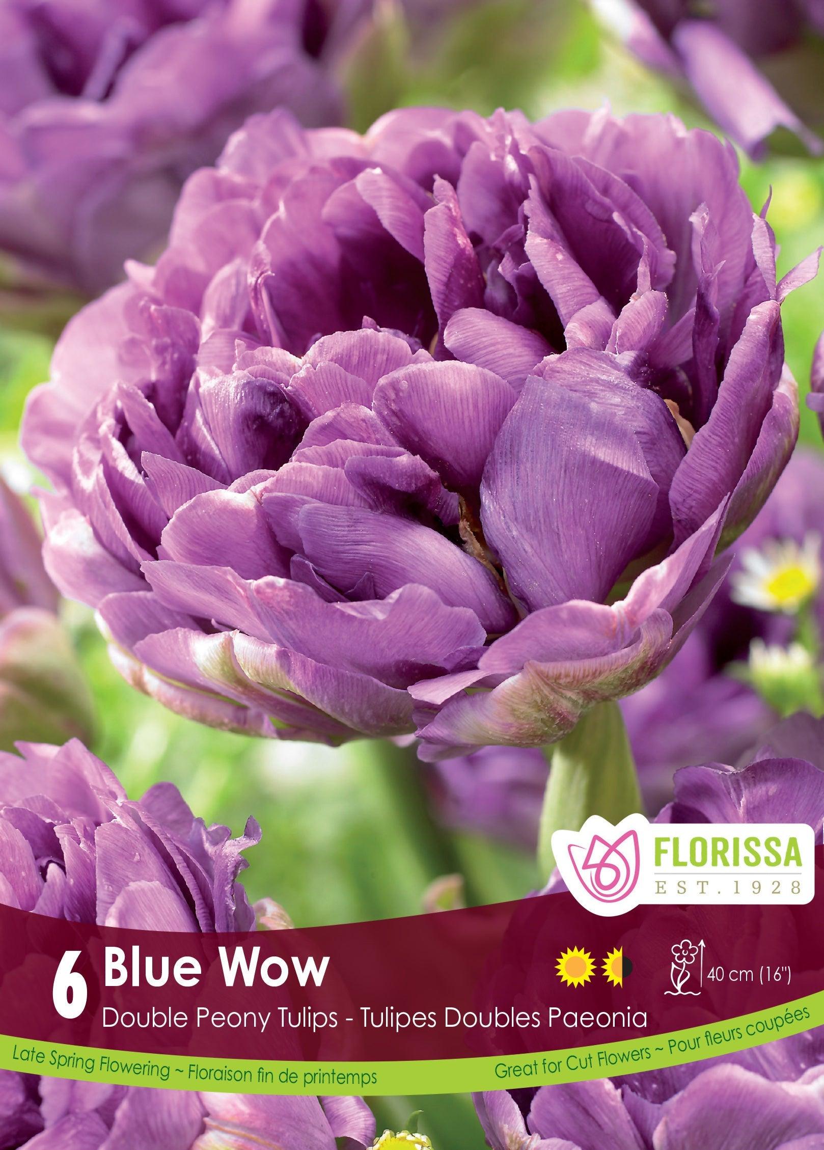 Tulip Blue Wow 6/Pkg