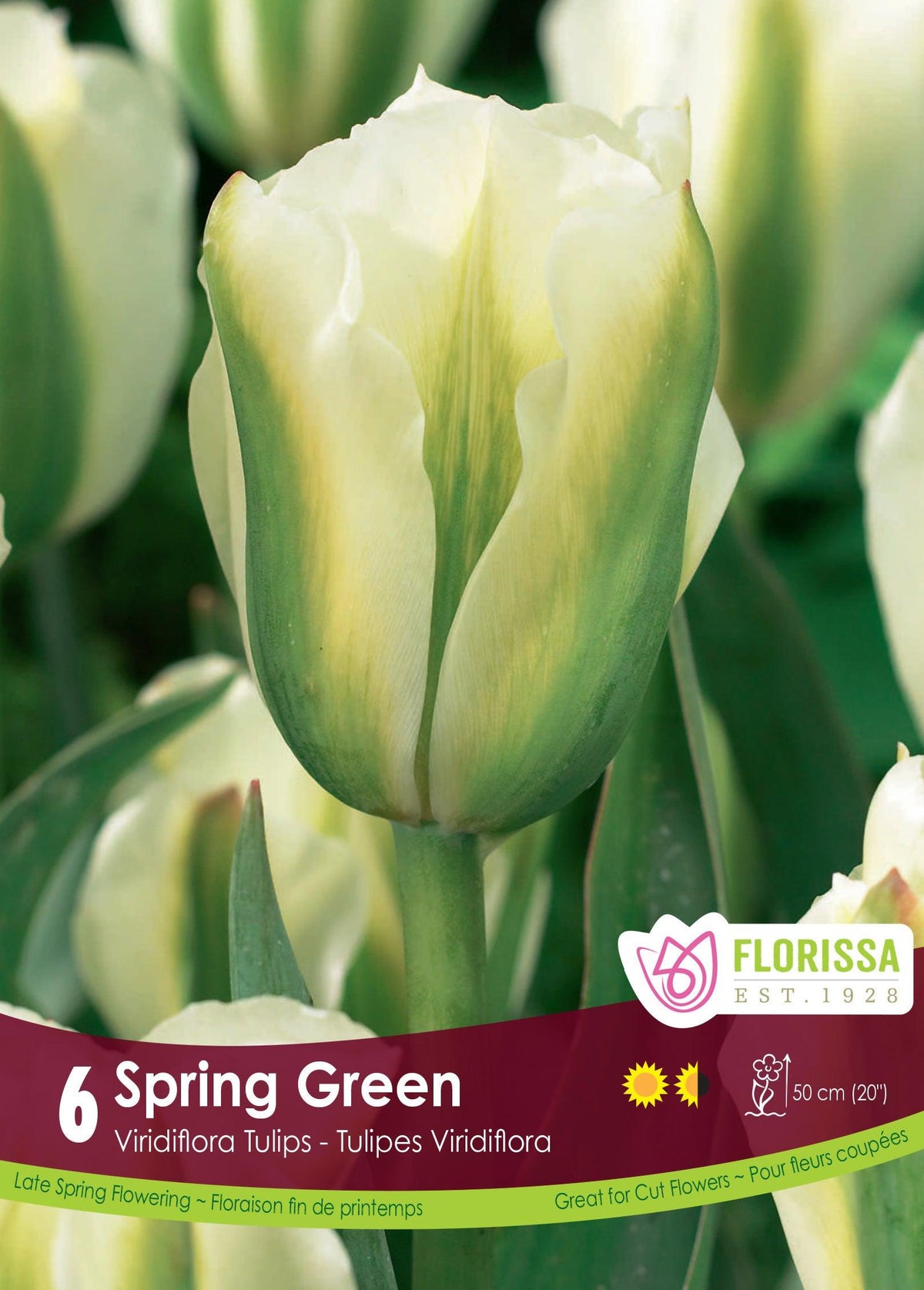 Tulip-Spring Green