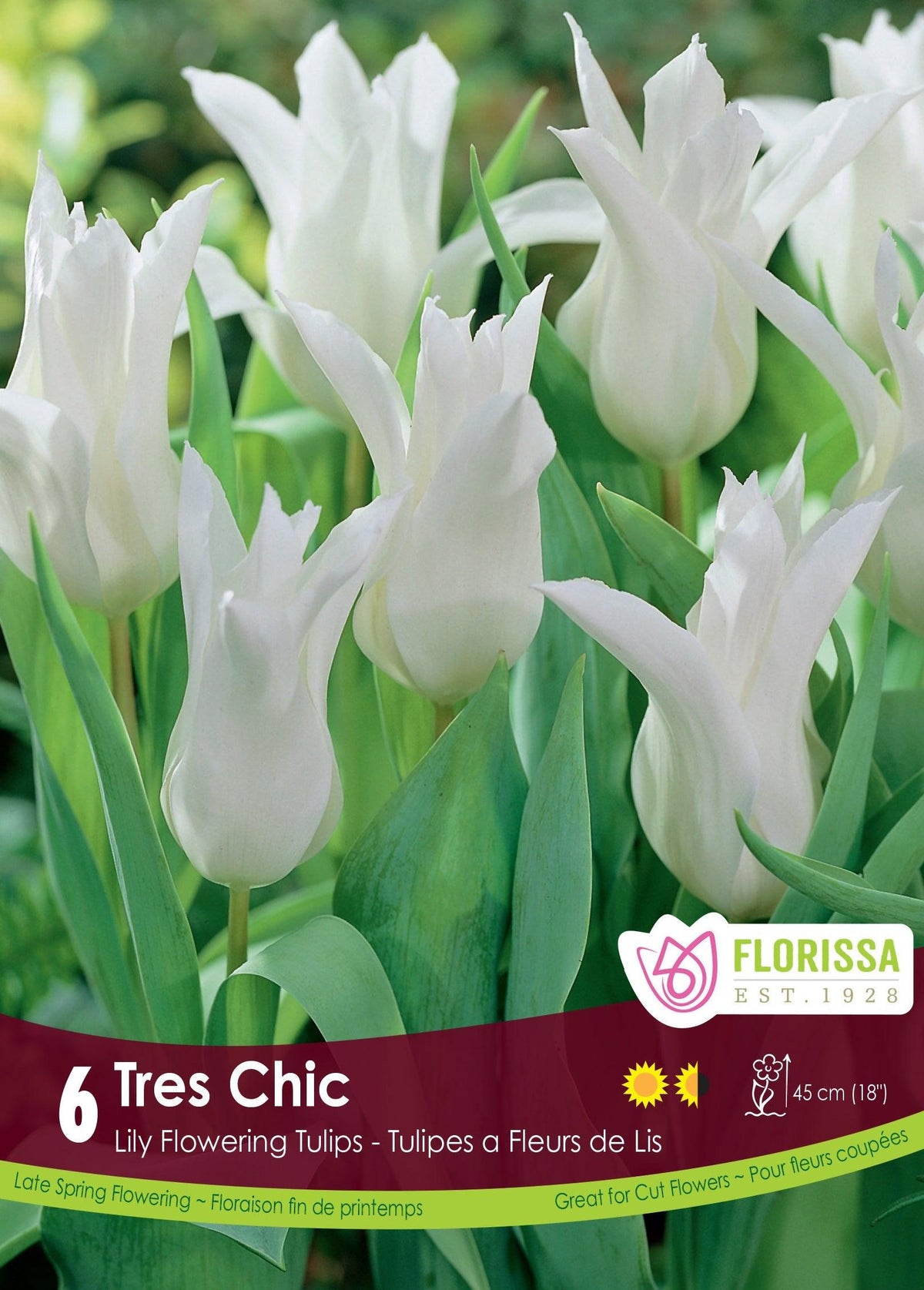 Tulip Tres Chic 6/Pkg