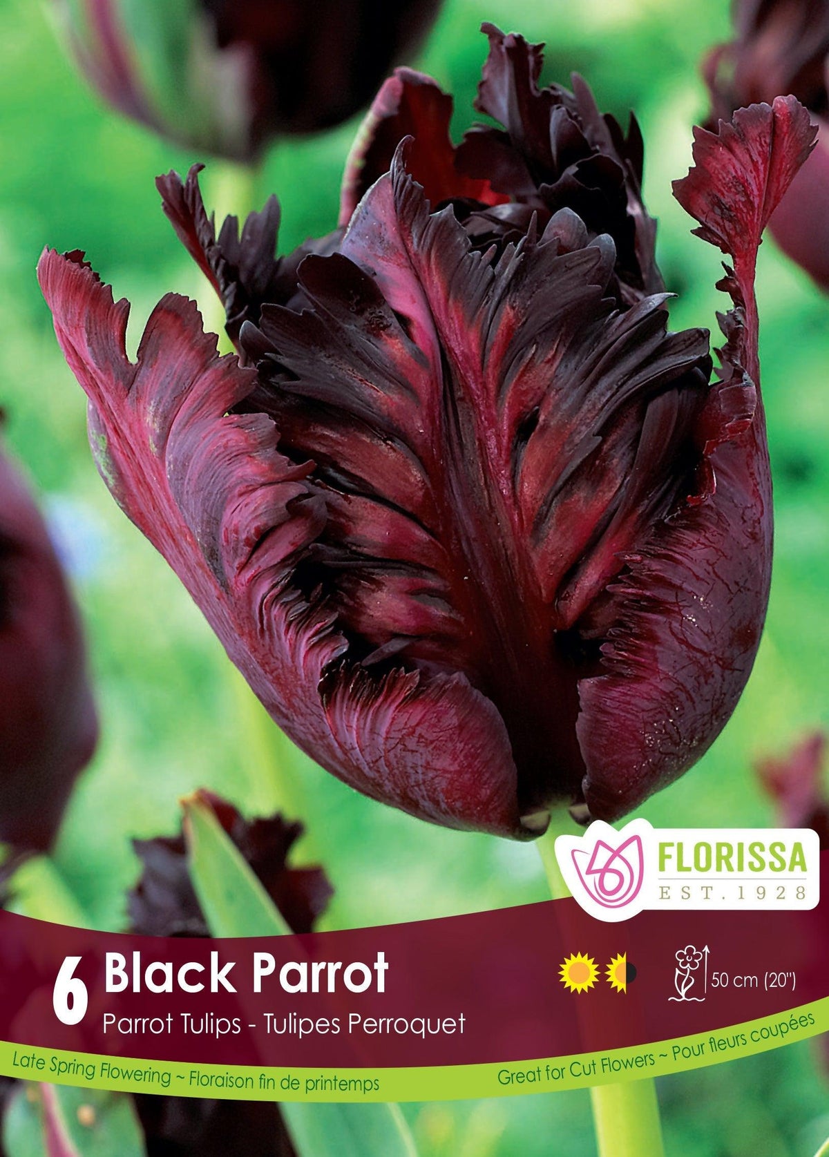 Tulip Black Parrot 6/Pkg