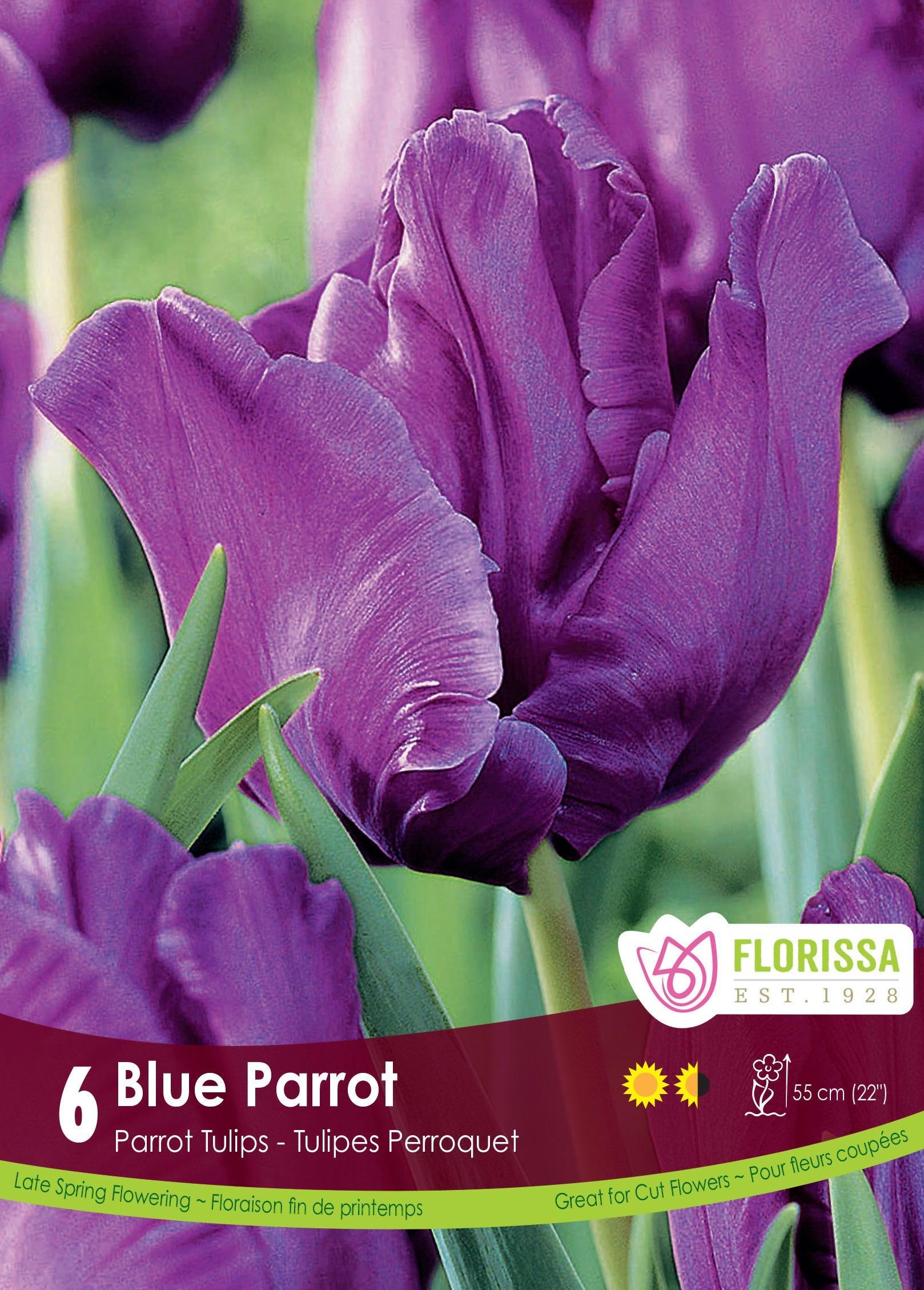 Tulip Blue Parrot 6/Pkg