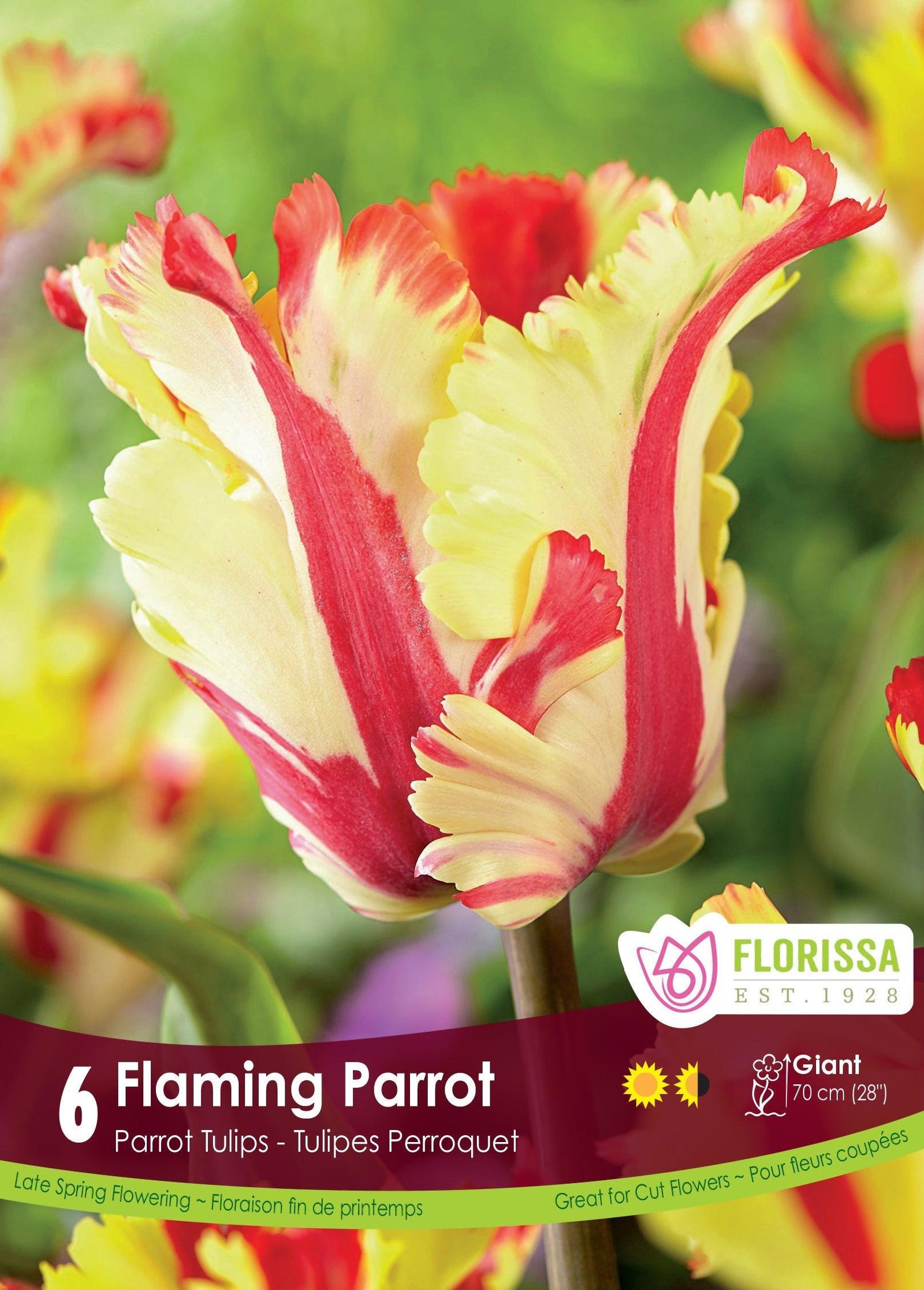 Tulip Flaming Parrot 6/Pkg