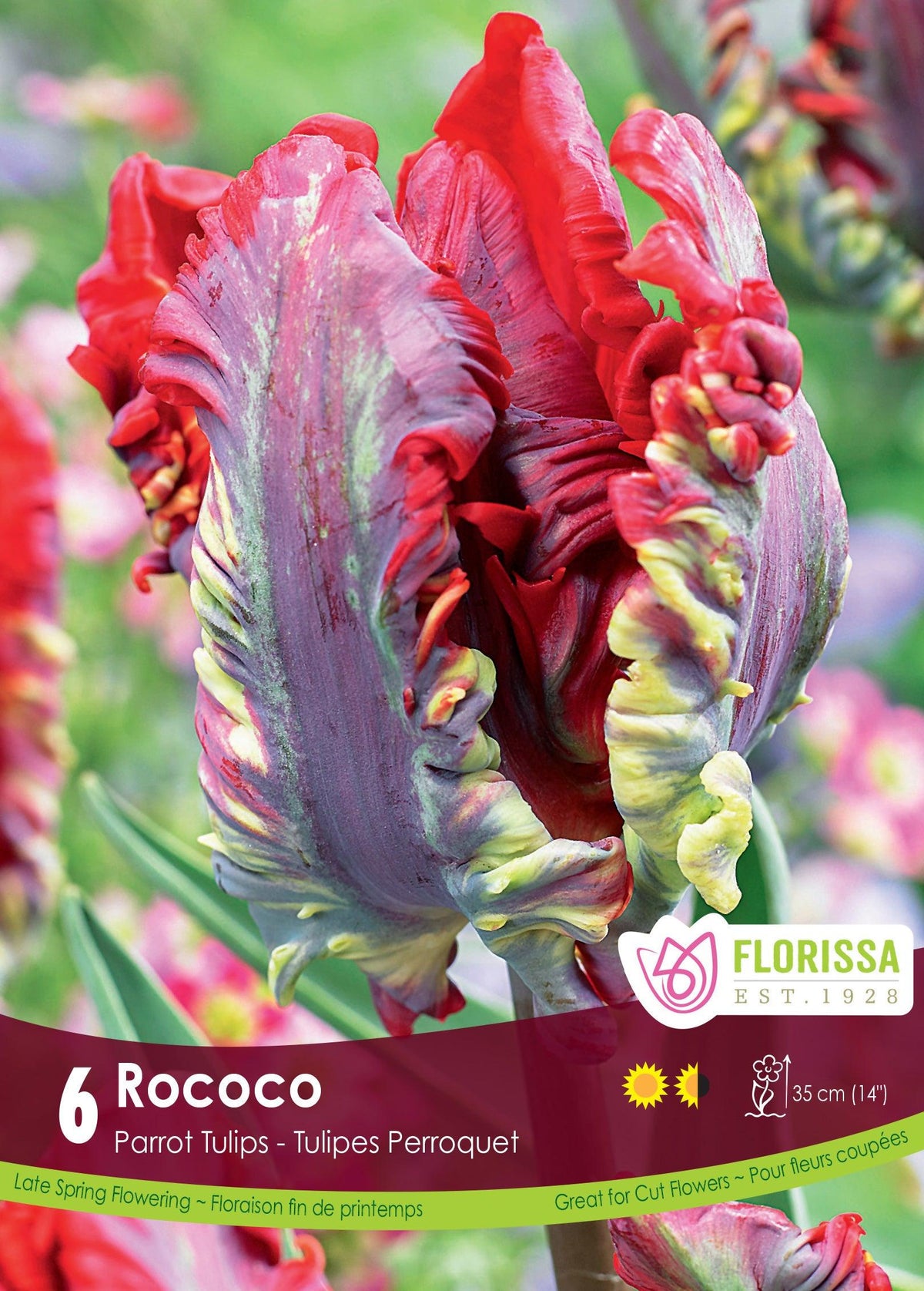 Tulip-Rococo