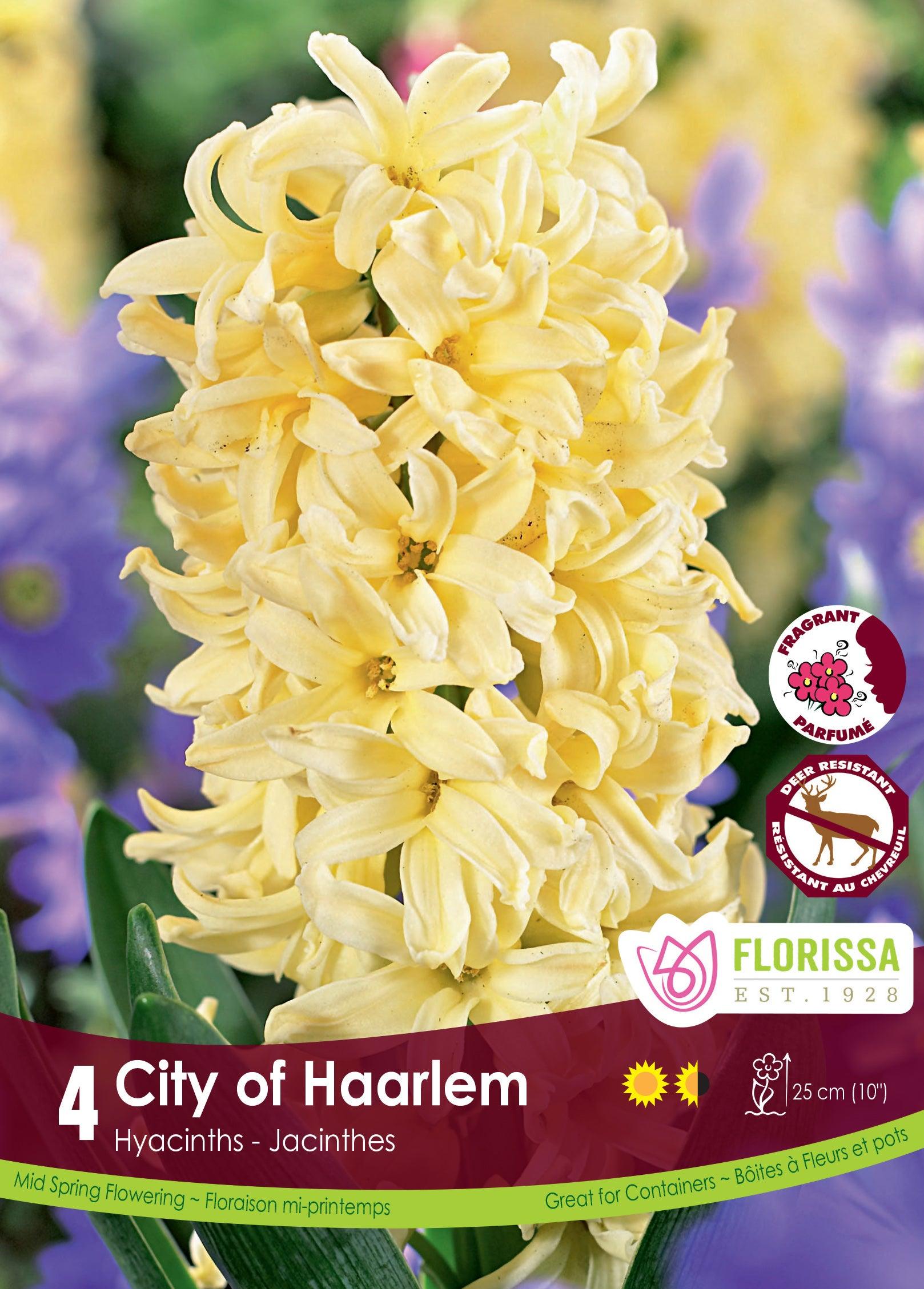 Hyacinth-City Of Haarlem