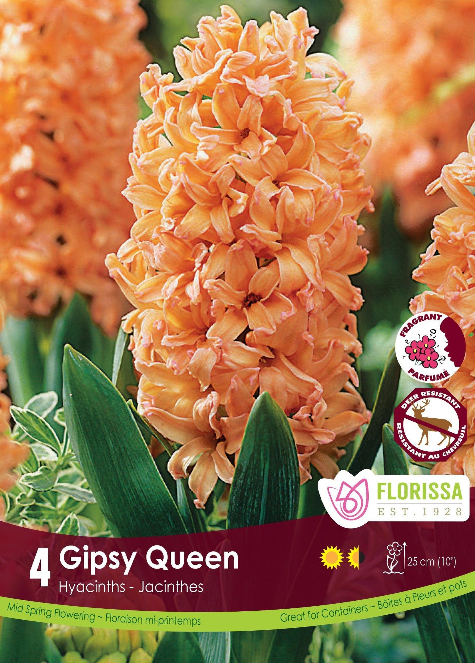 Hyacinth Gipsy Queen 4/Pkg
