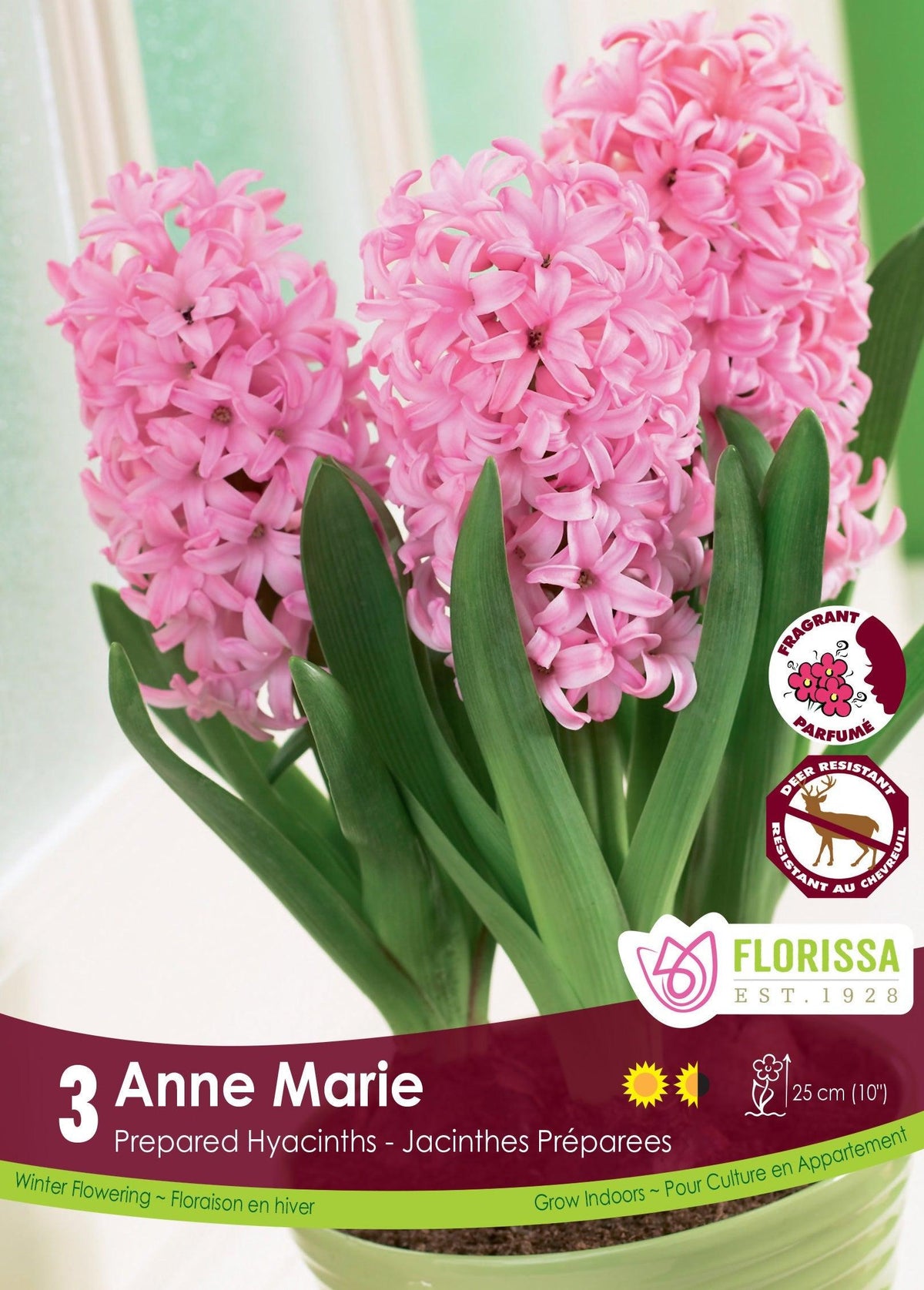 Hyacinth Prep. Anne Marie 3/Pkg
