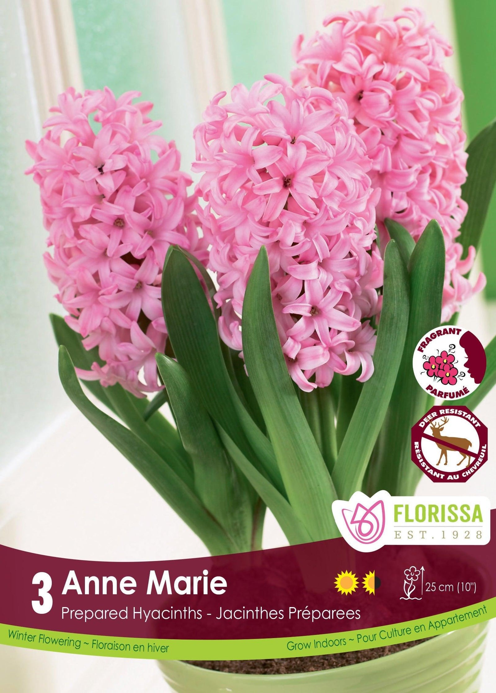 Hyacinth Prep. Anne Marie 3/Pkg