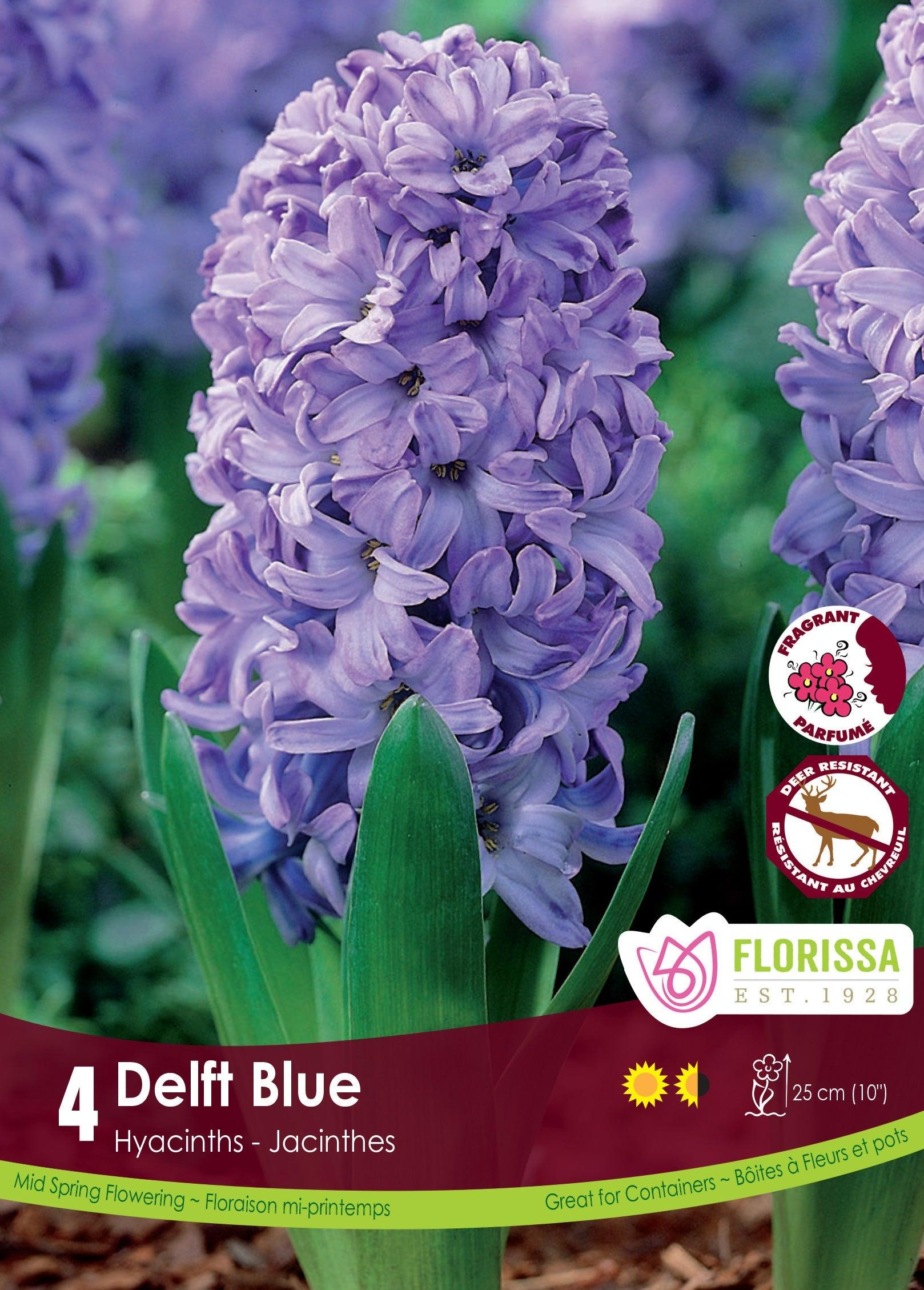 Hyacinth Prep. Delft Blue 3/Pkg