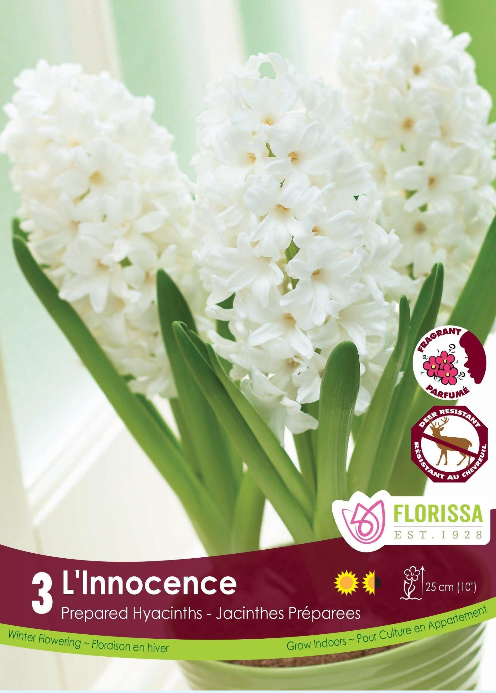 Hyacinth Prep. L'Innocence 3/Pkg