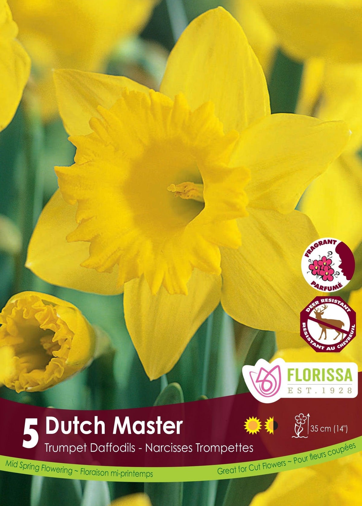 Narcissi Dutch Master 5/Pkg