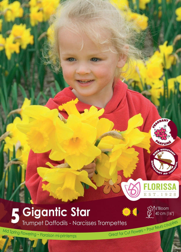 Narcissi Gigantic Star 5/Pkg Sheridan Nurseries Online