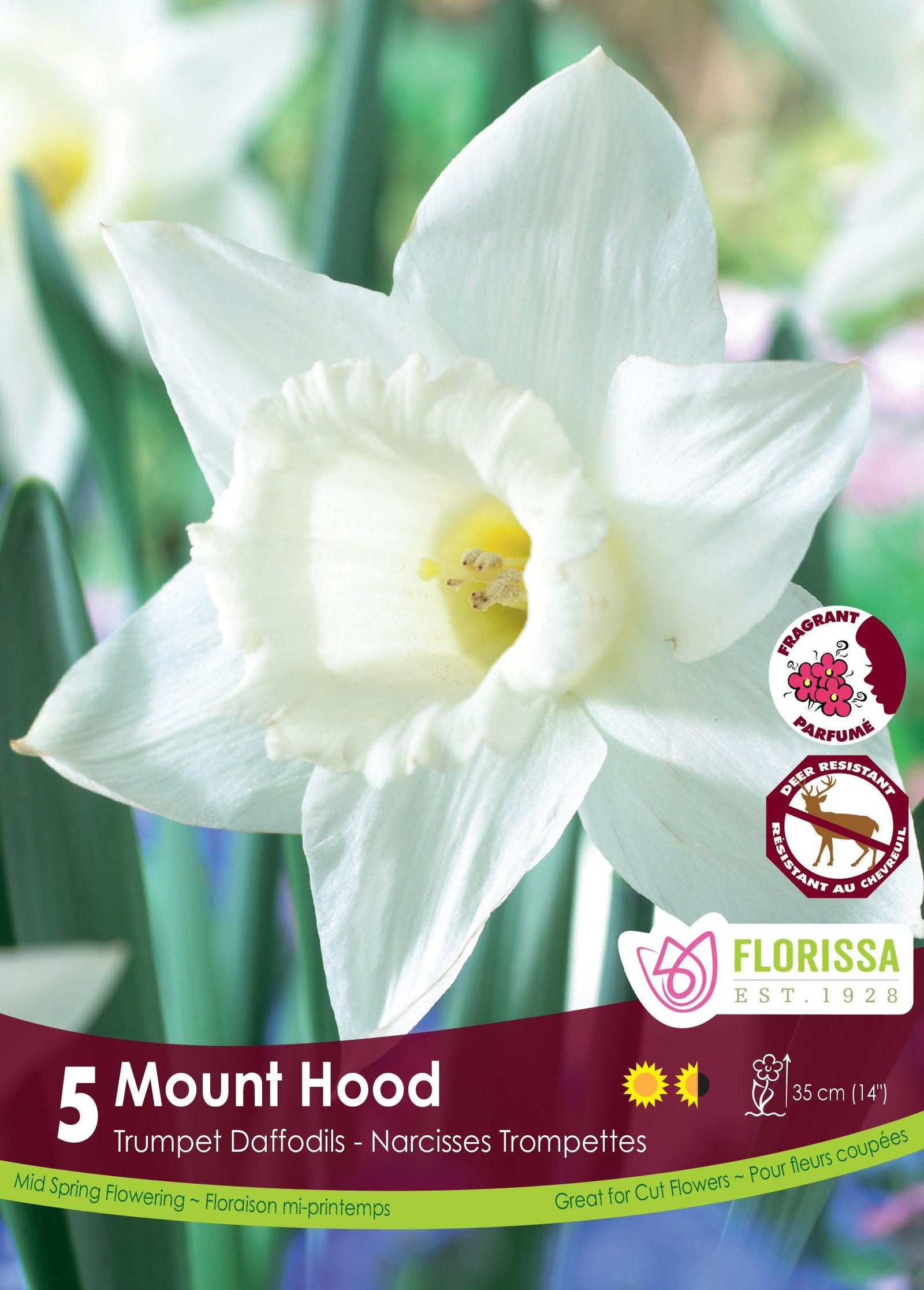 Narcissi-Mount Hood